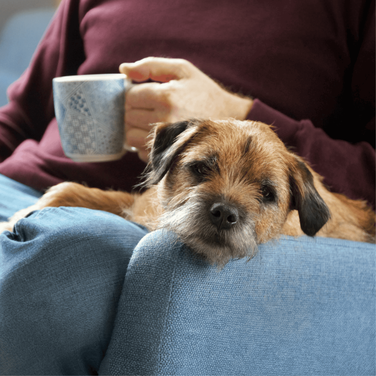 Temperament & Intelligence Of The Border Terrier