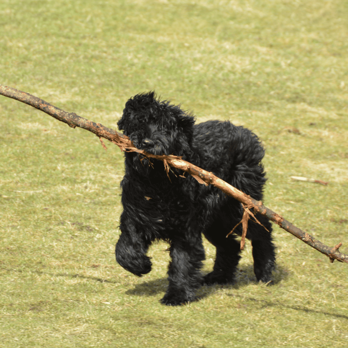 Temperament & Intelligence Of The Bouvier des Flandres