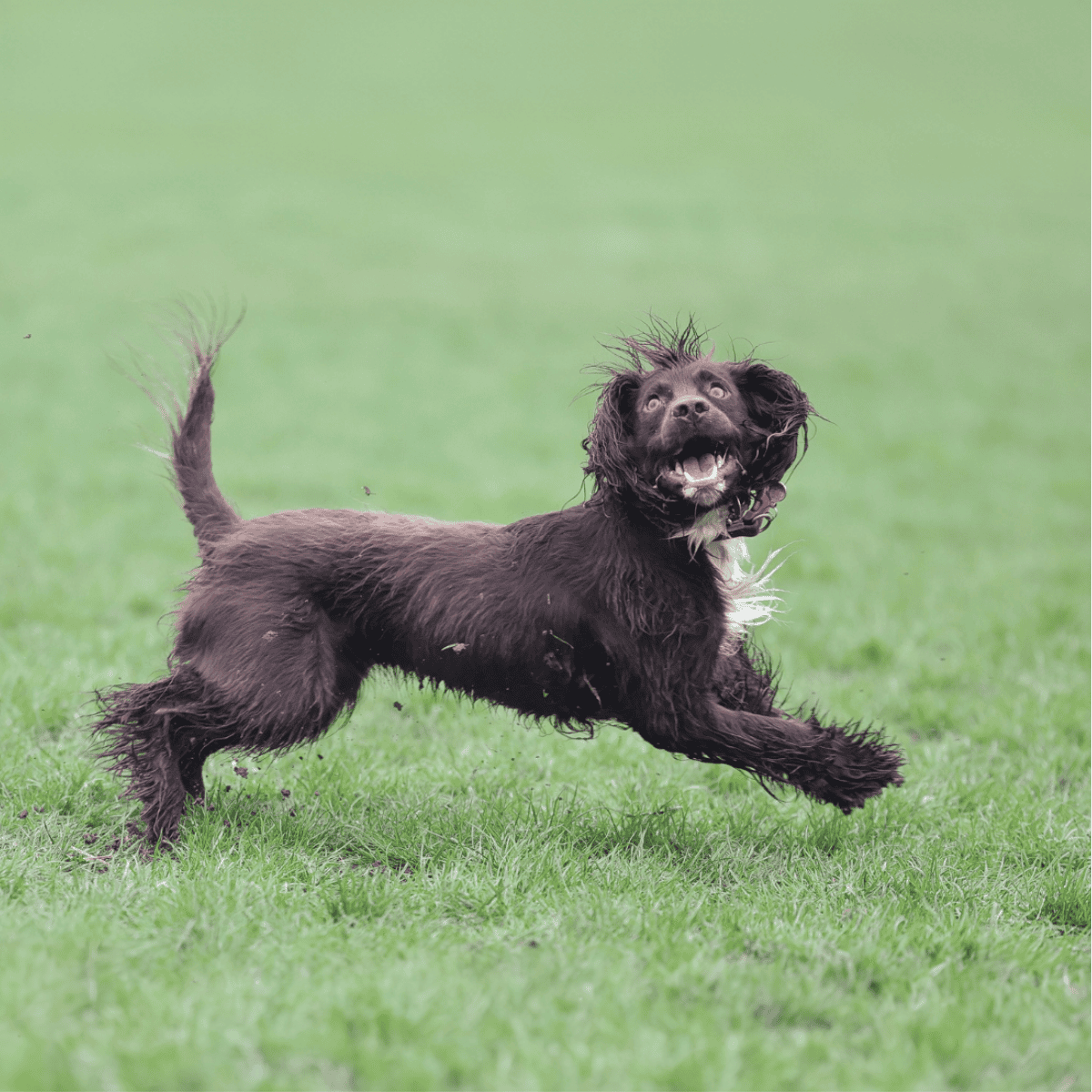 Happy brown and white English Springer Spaniel sitting indoors.