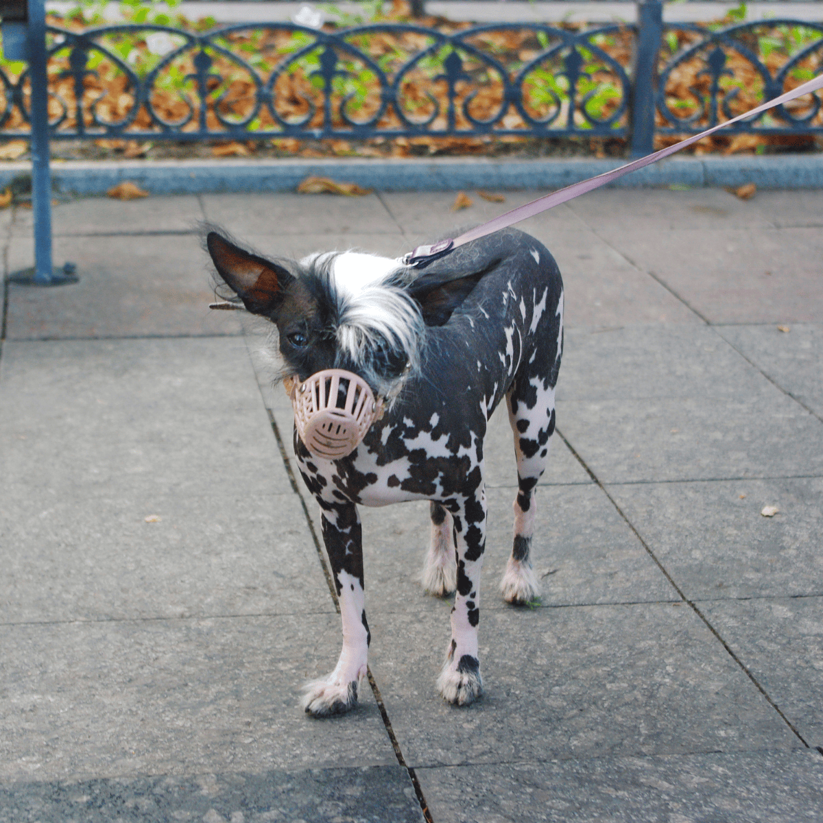 Dog wearing a stylish face mask on a leash during a walk outside, showcasing creative pet fashion and urban pet activity.