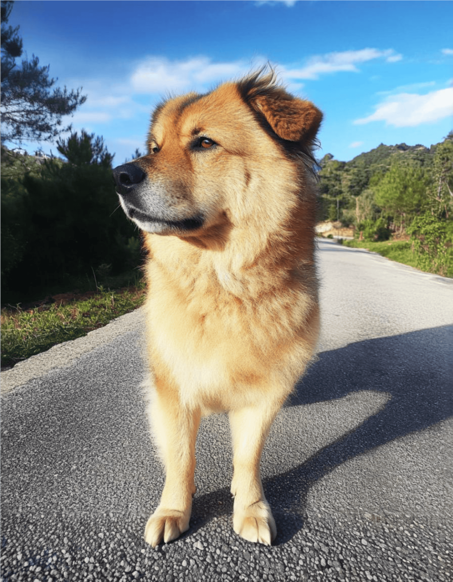 Adorable golden retriever in snowy weather wearing a stylish black and red winter coat.