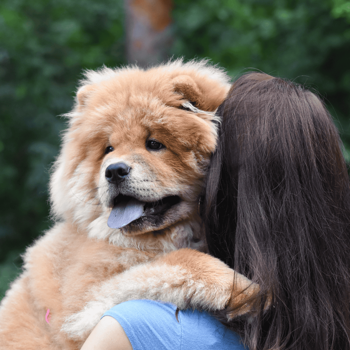 Temperament & Intelligence Of The Chow Chow