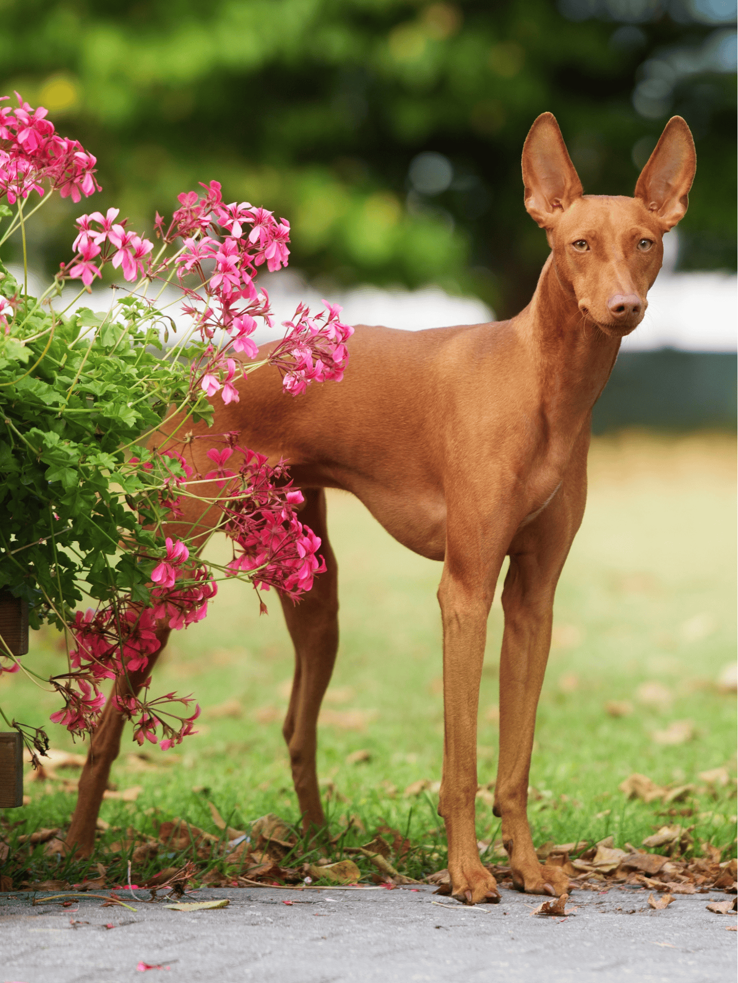 Dog standing on a rock in a park, alert and alert.