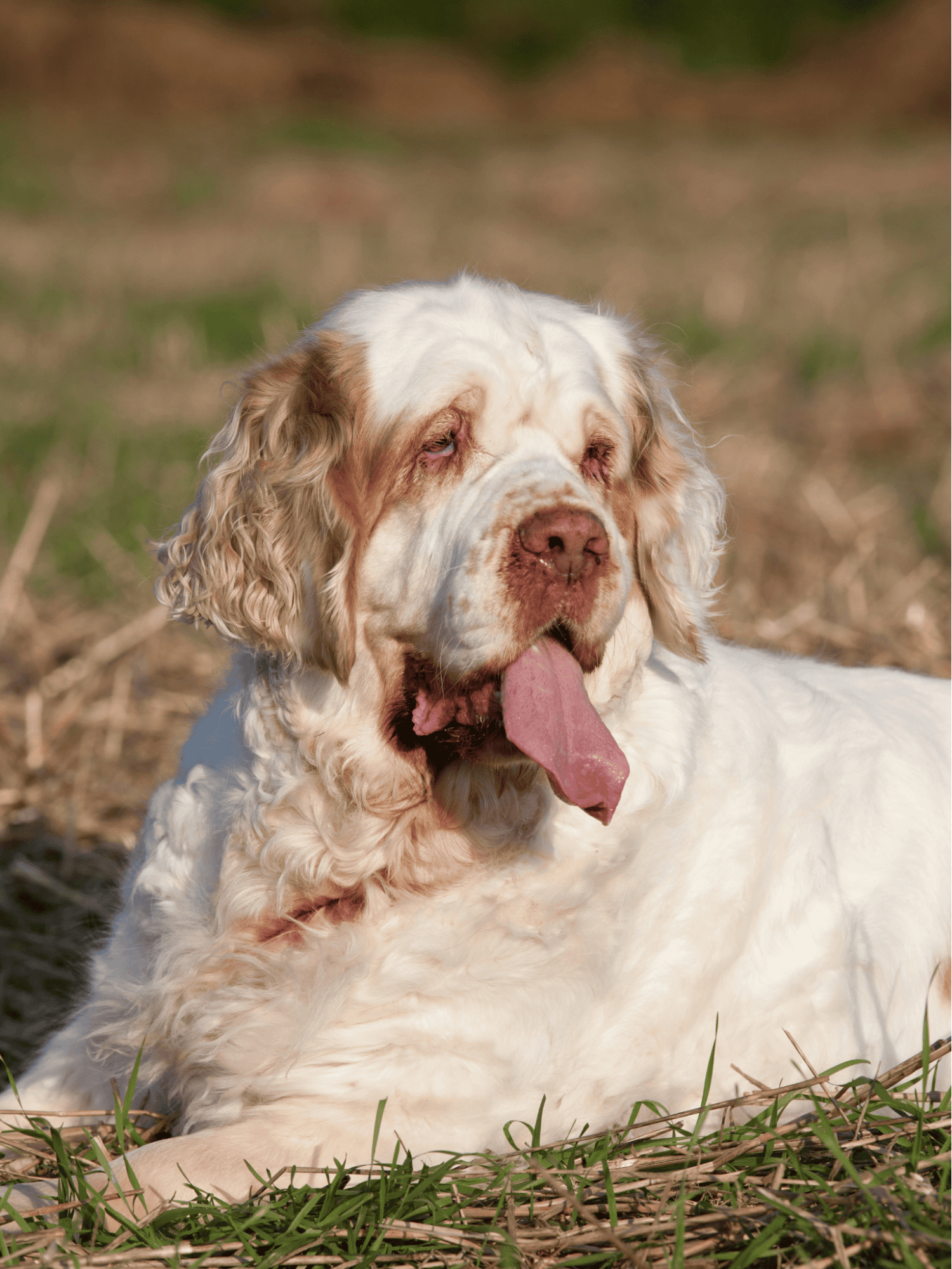 Temperament & Intelligence Of The Clumber Spaniel