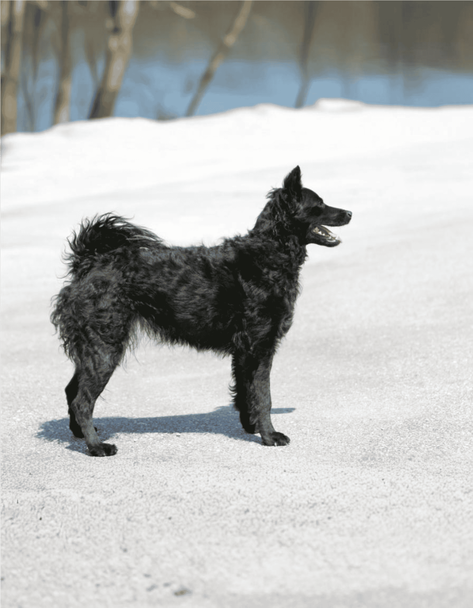 Temperament & Intelligence Of The Croatian Sheepdog