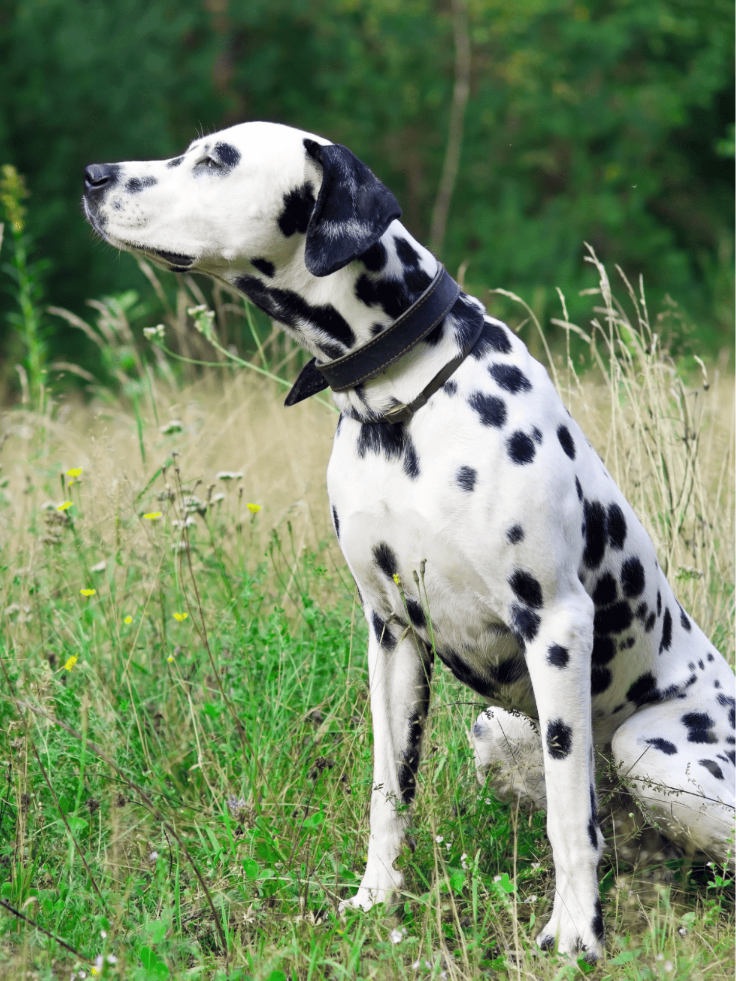 Temperament & Intelligence Of The Dalmatian