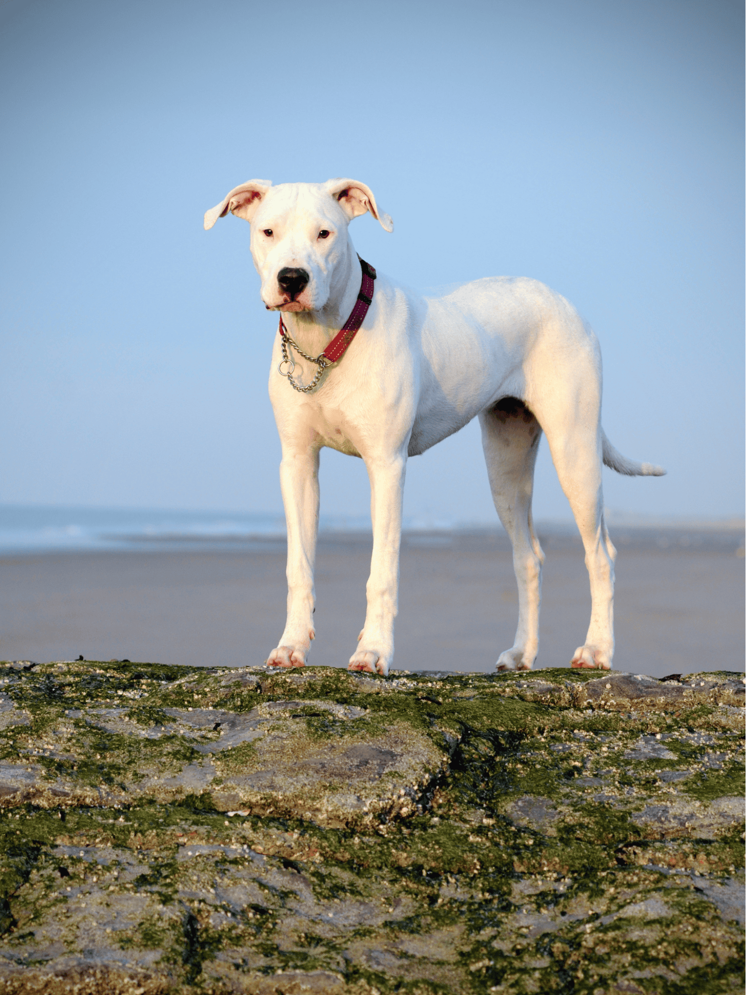 Temperament & Intelligence Of The Dogo Argentino
