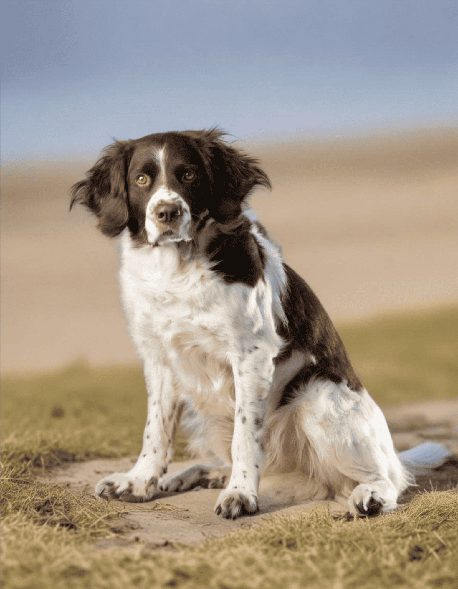 Temperament & Intelligence Of The Drentsche Patrijshond