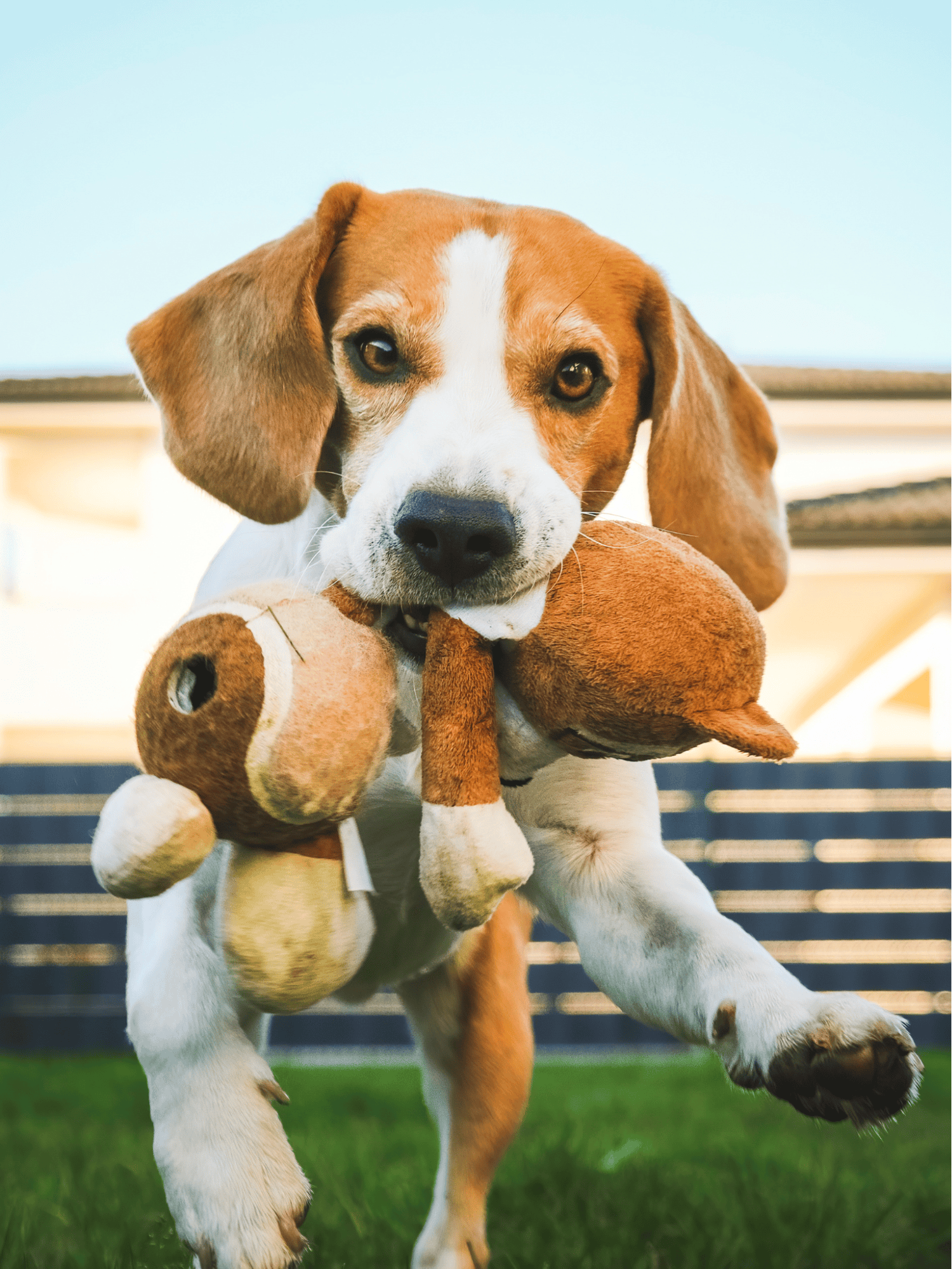 Dog resting on a comfortable blue cushion with a checkered towel.