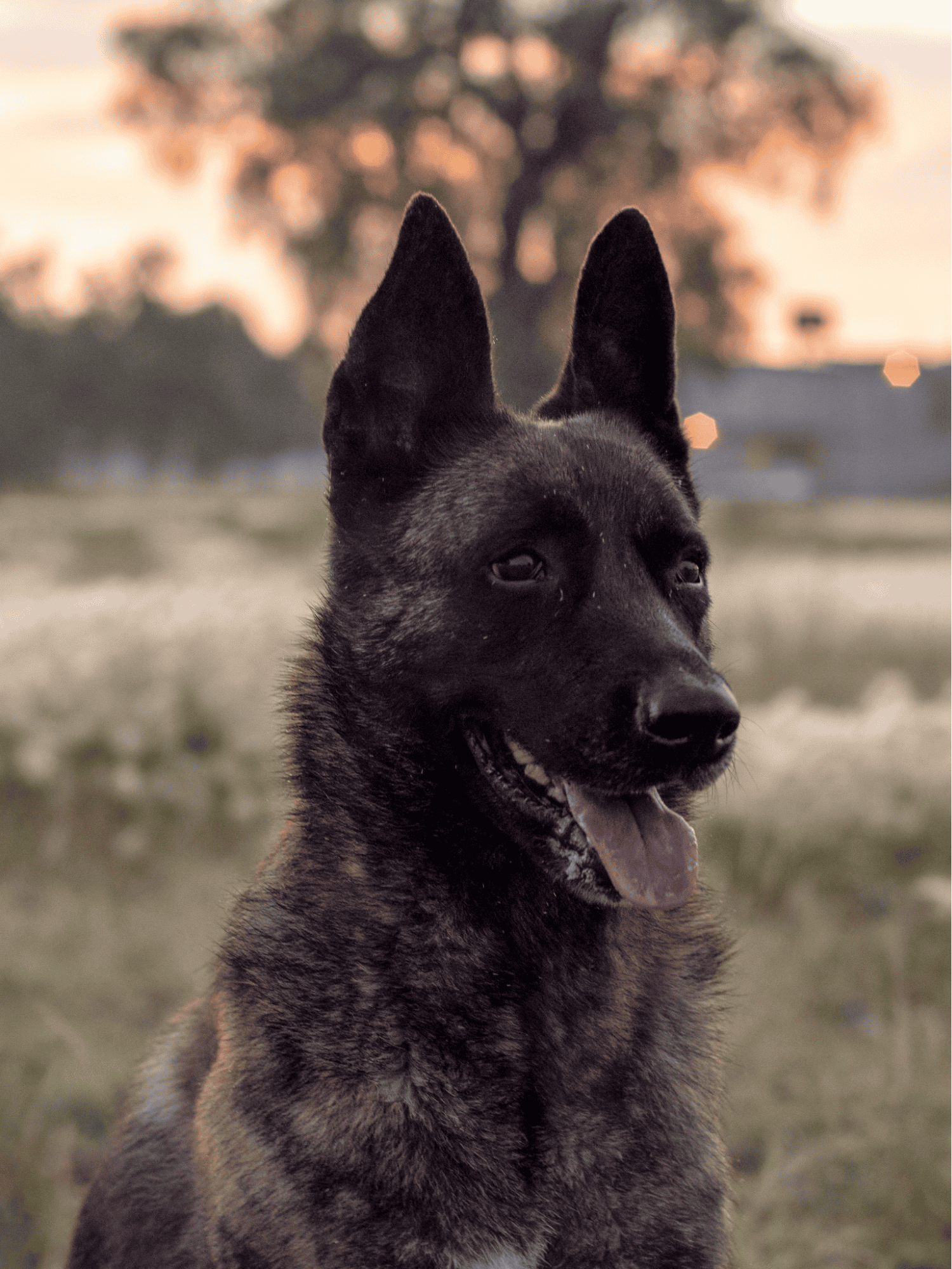 Active dog lying on grass with chew toy, enjoying outdoor playtime, highlighting dog care and training.