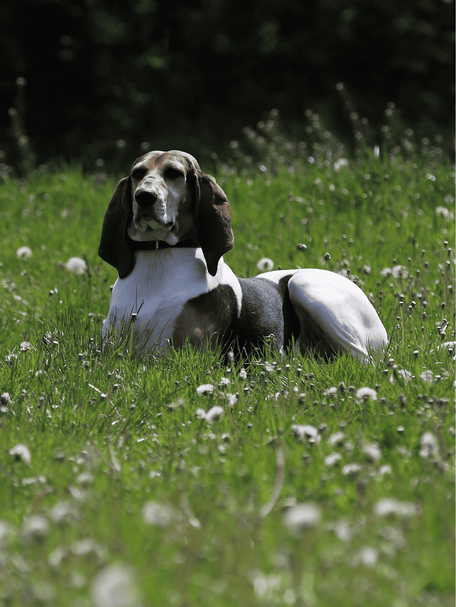 Temperament & Intelligence Of The English Foxhound