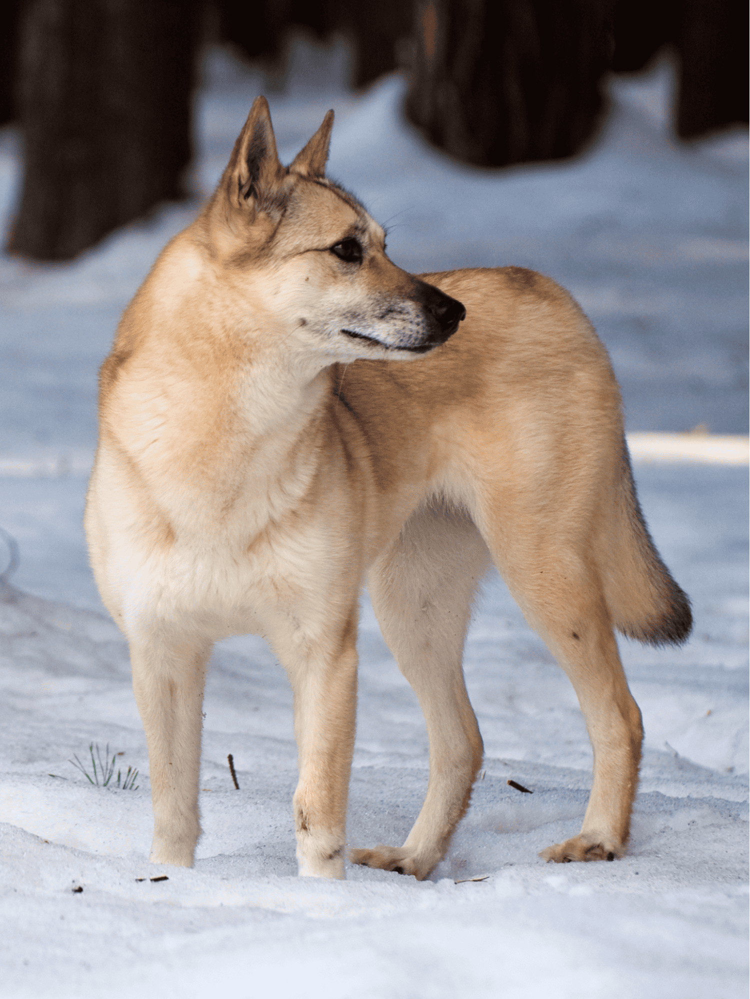Temperament & Intelligence Of The Finnish Spitz