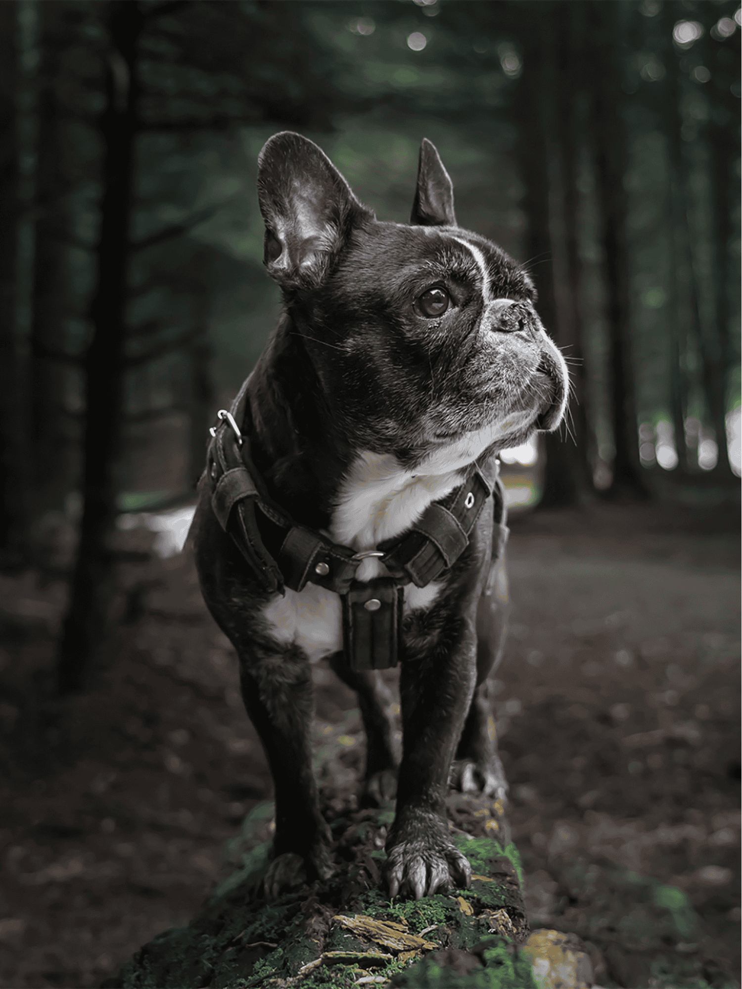 Adorable French Bulldog sitting on forest trail with autumn foliage in the background, perfect for dog lovers.