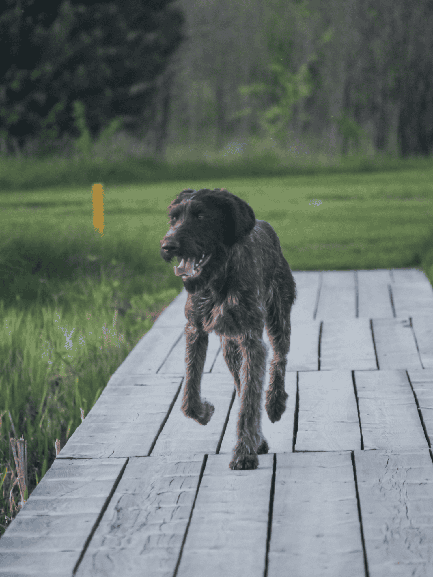 Dogfix.com dog training and behavior improvement.