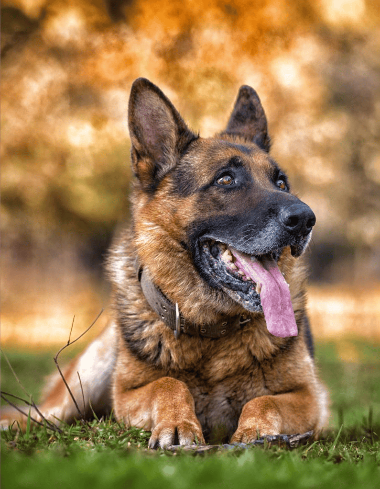Loyal German Shepherd dog with alert ears and expressive eyes, perfect for active families.
