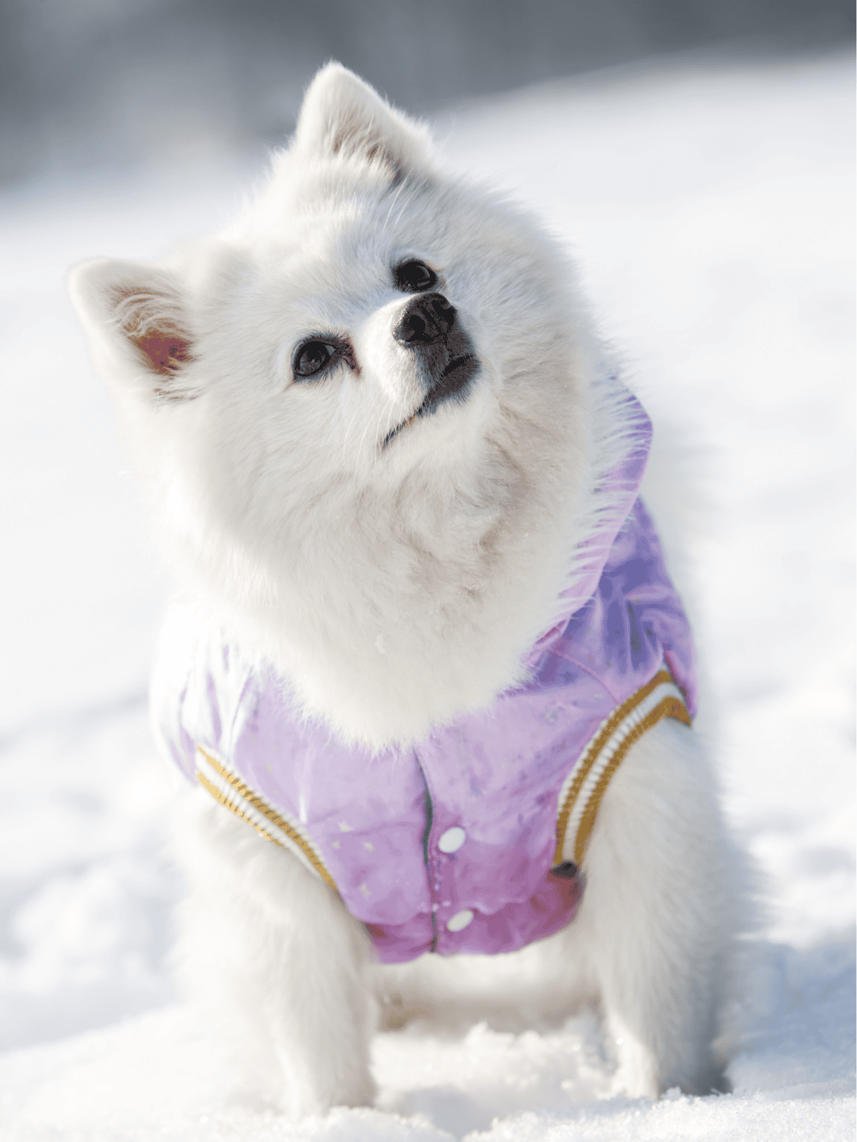 Adorable fluffy white dog wearing a purple winter jacket outdoors in snow.