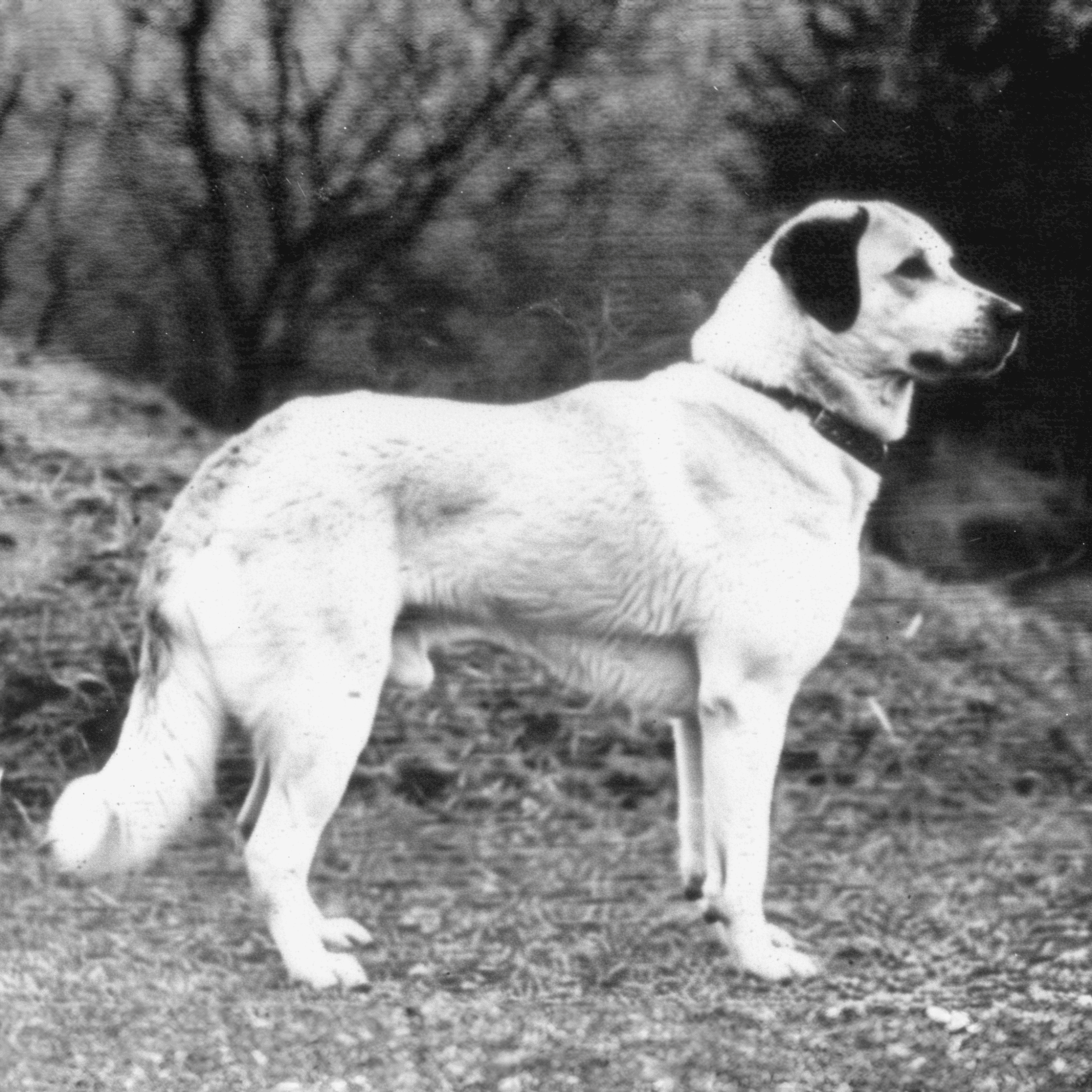 Dog sitting outside in a rural setting, capturing a peaceful and natural moment in black and white.