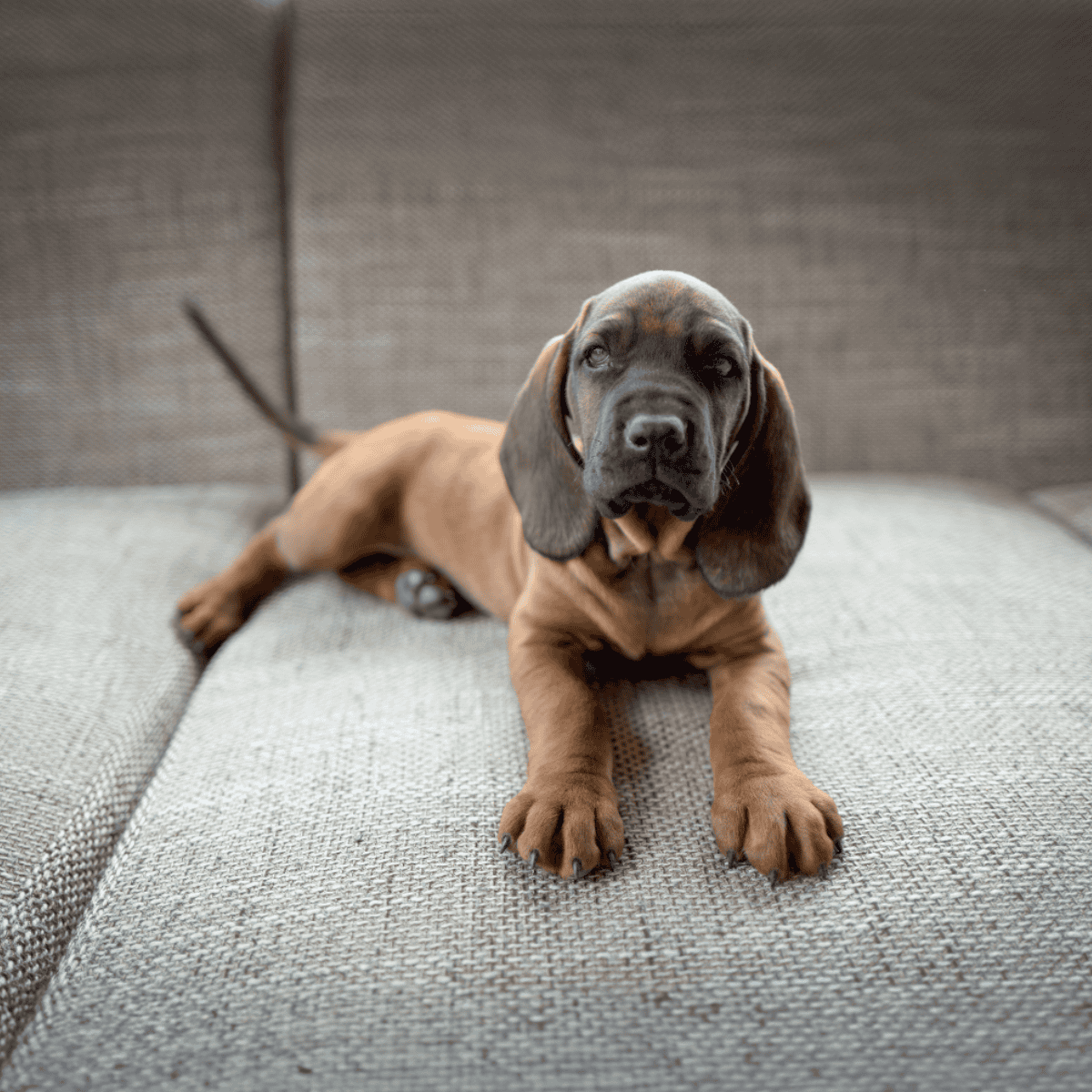 The Bavarian Mount Hound is a newer breed