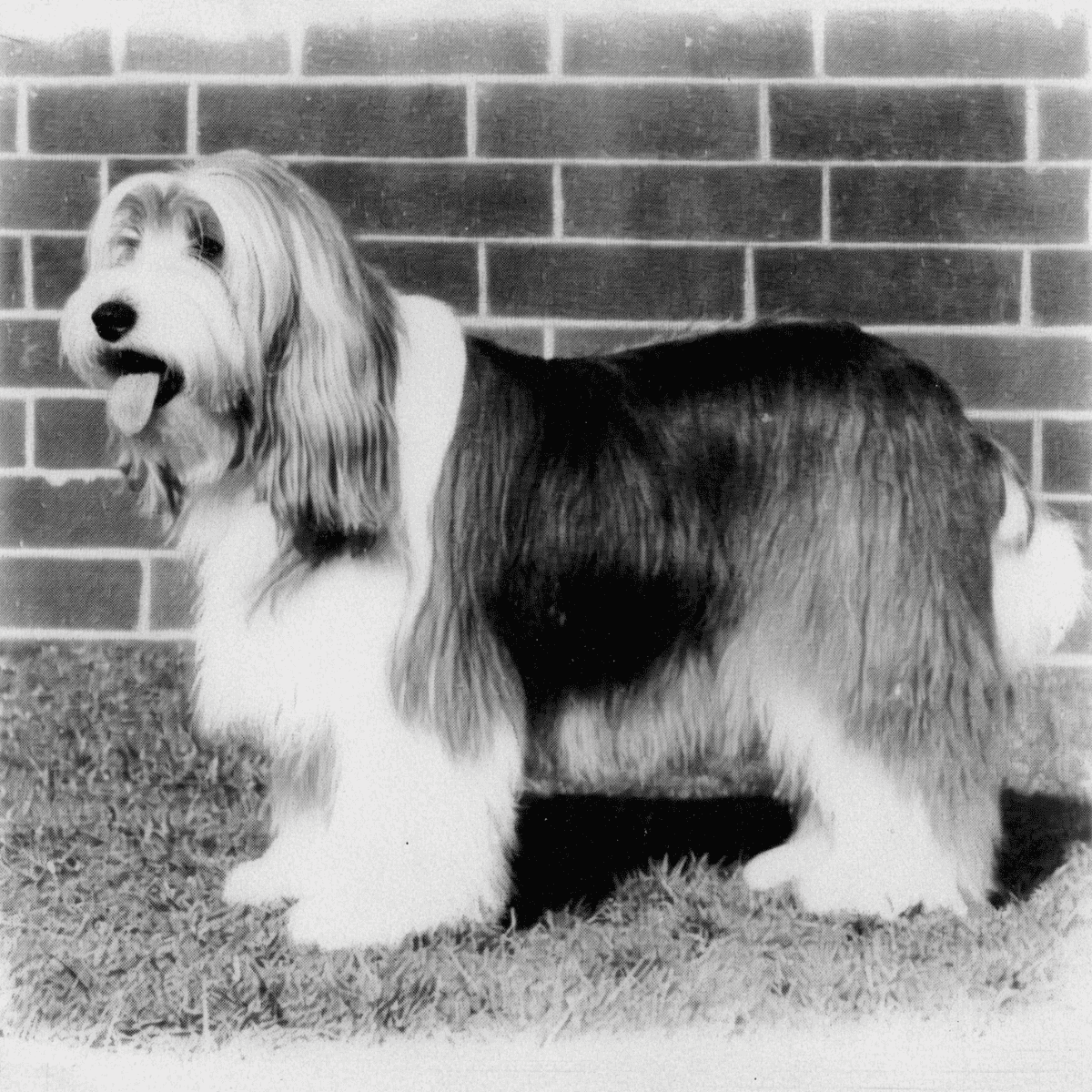 The Bearded Collie is an ancient breed.