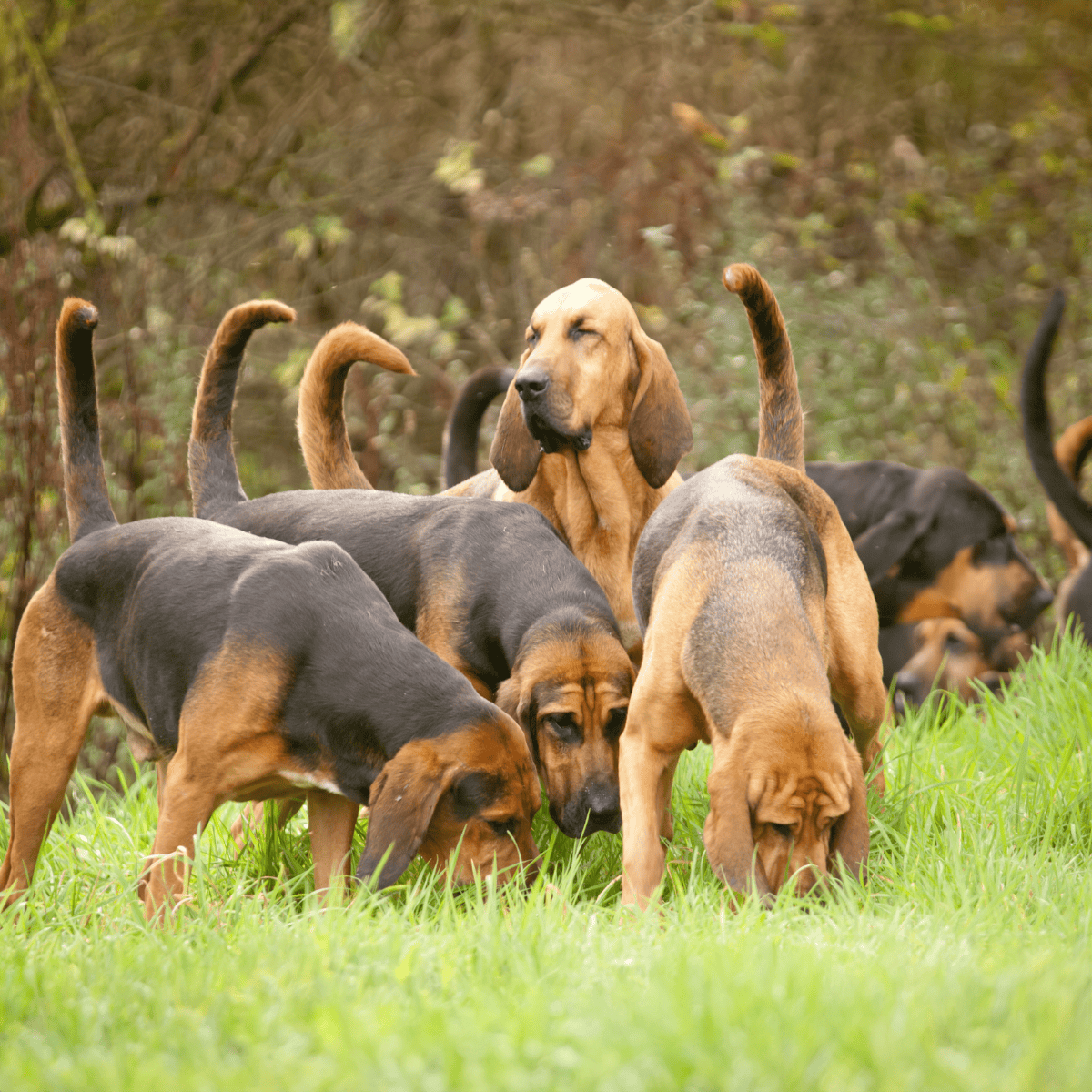 The Bloodhound’s Sniffing Abilities Are Unmatched