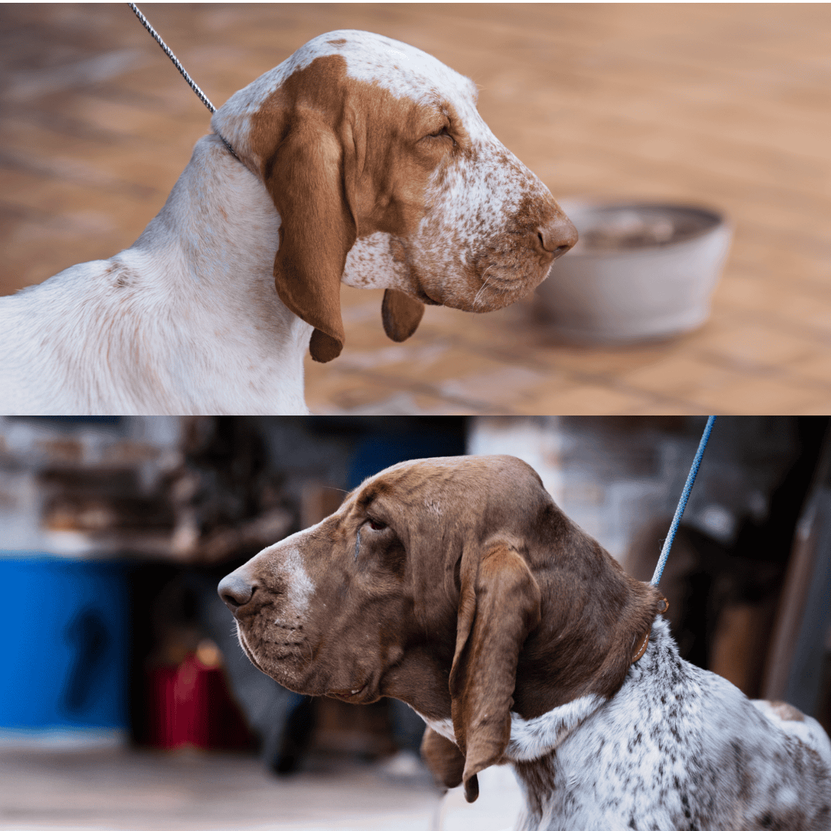 The Bracco Italiano Has Two Different Varieties