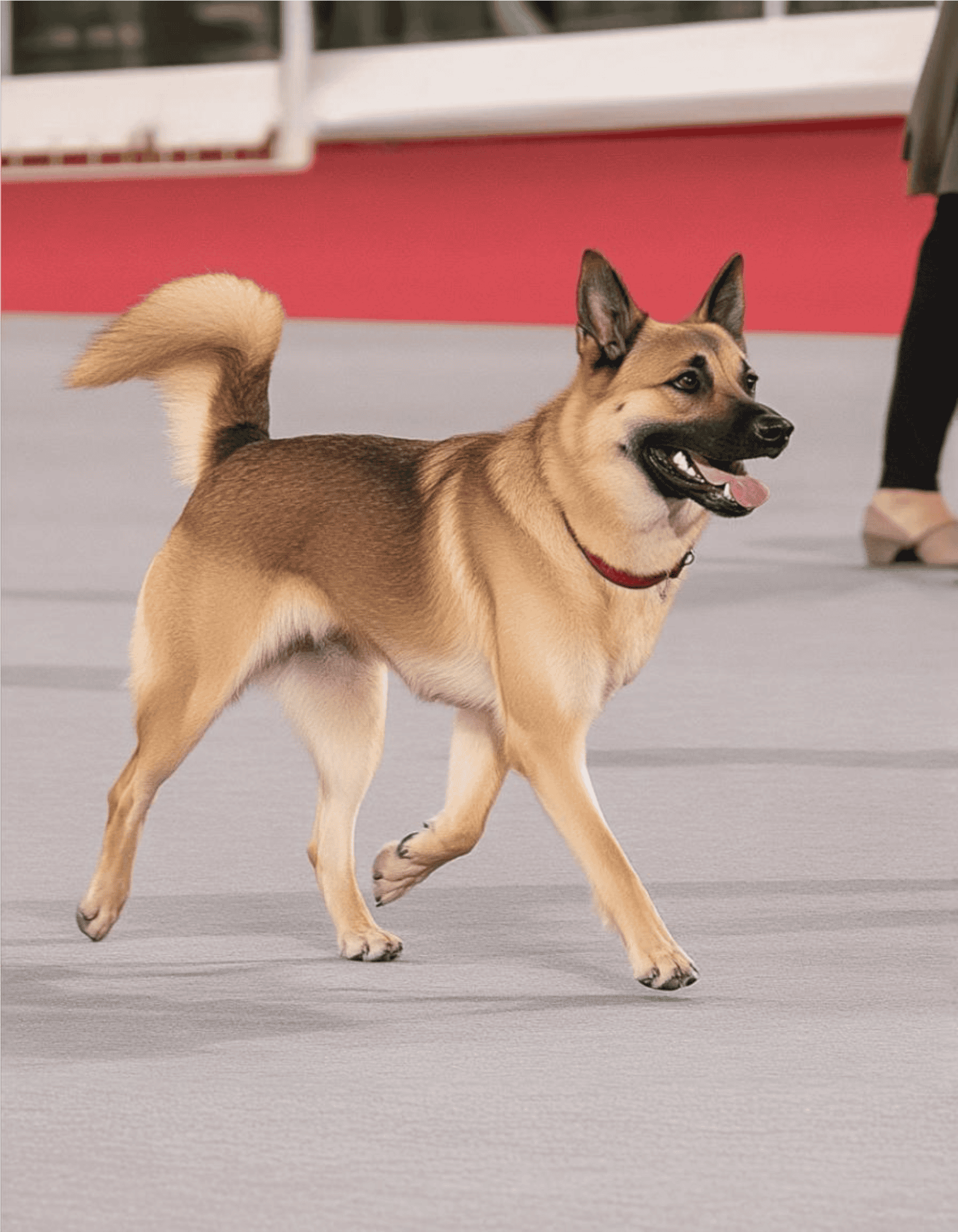 The Breed is Named after Arthur Walden's Dog