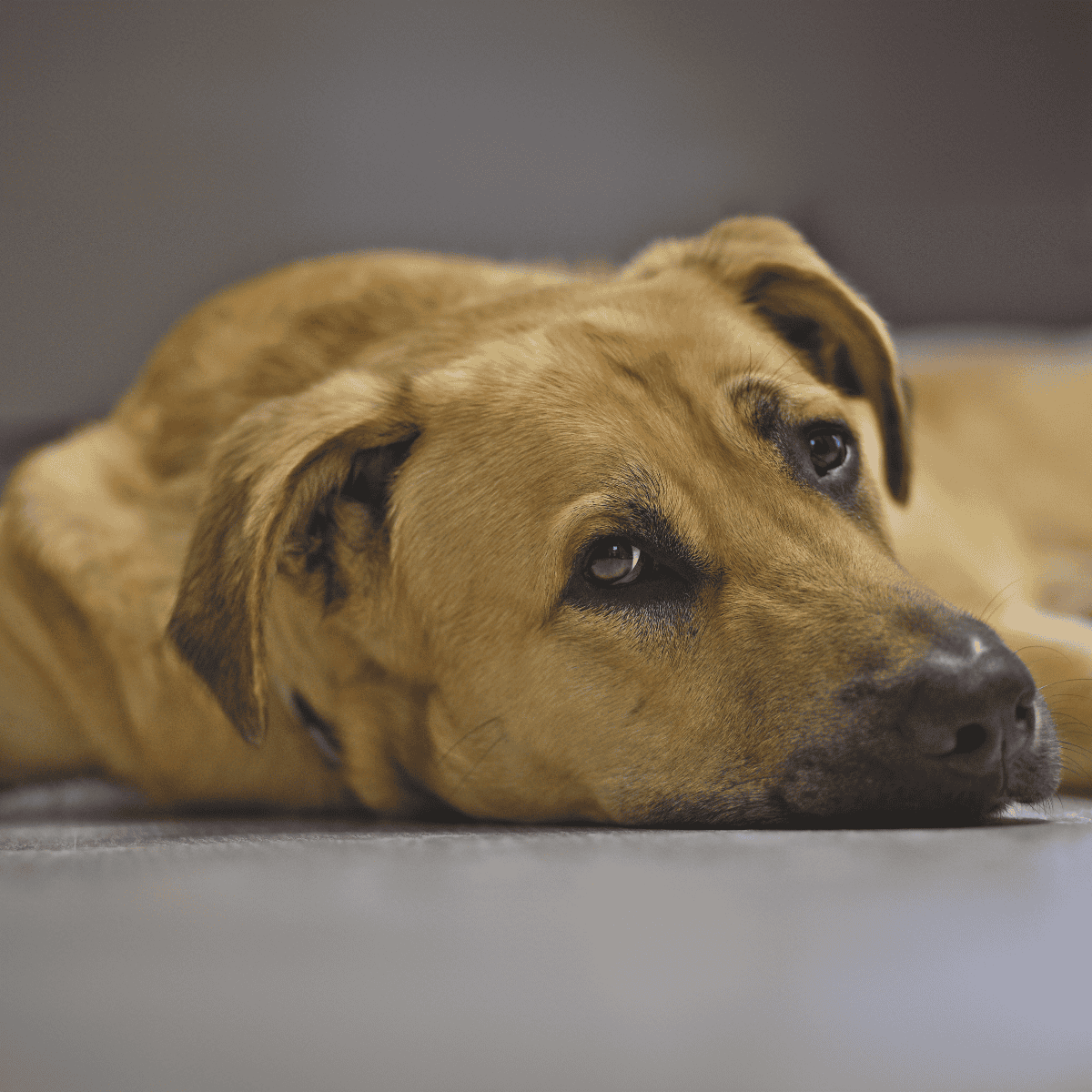 The Broholmer Has Different Names