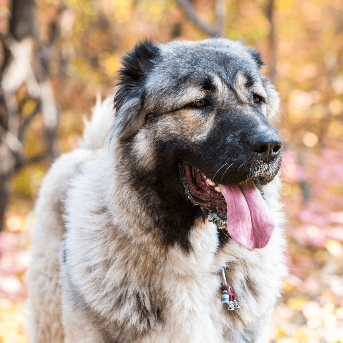 The Caucasian Shepherd Dog has many names
