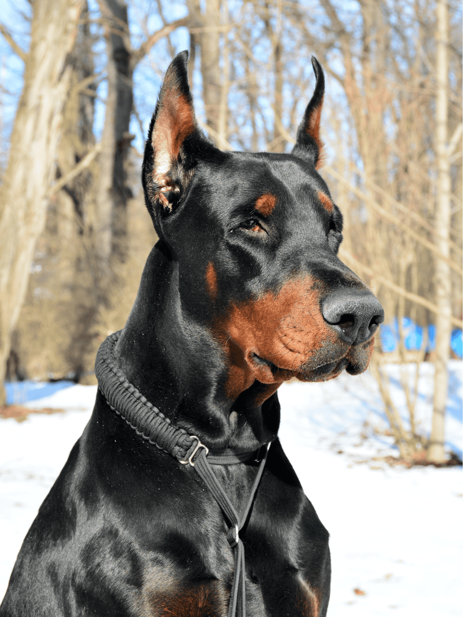 The Doberman’s ears and tail are cropped and docked for a reason