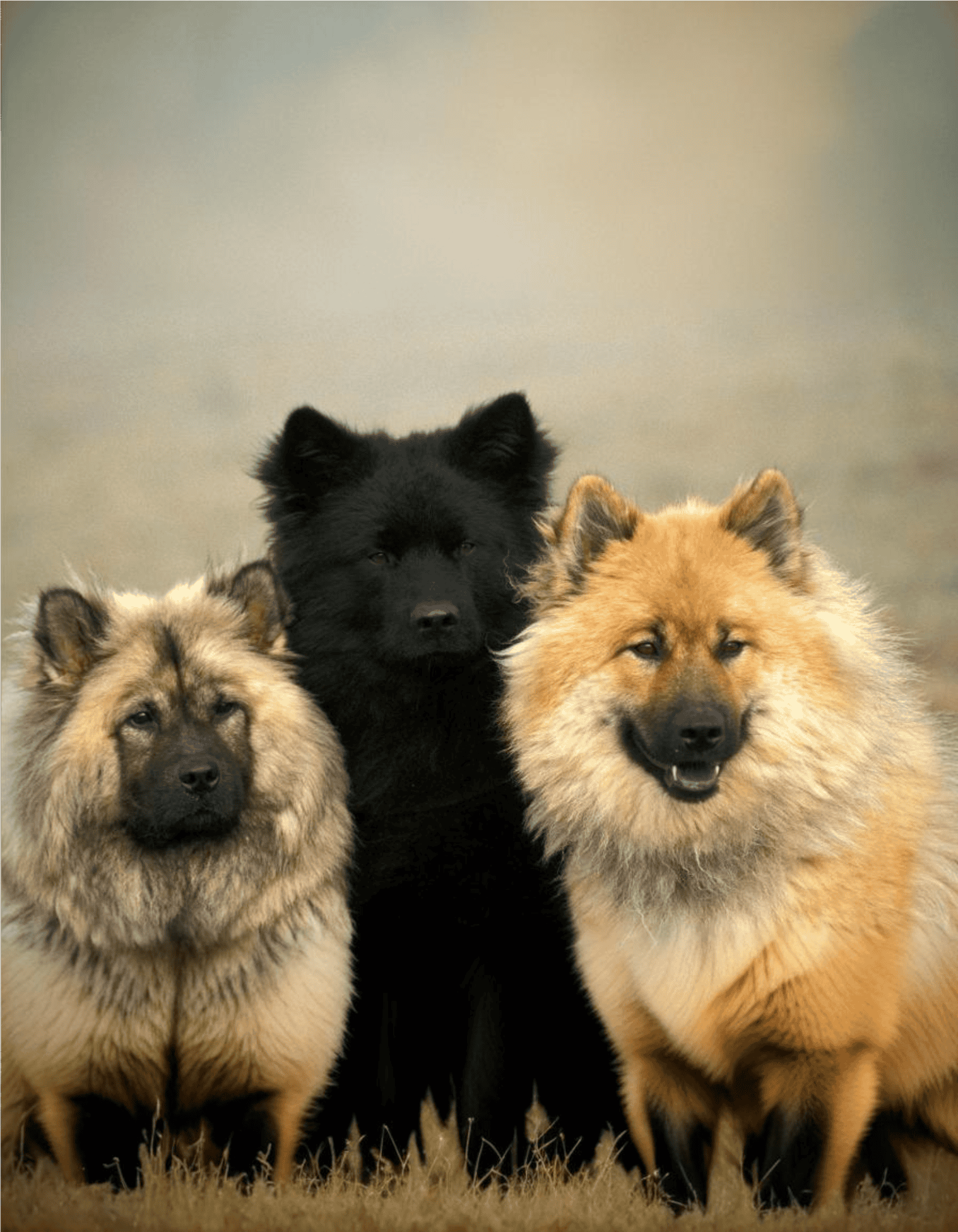 The Eurasier is a Combo of Three Well-Known Dogs