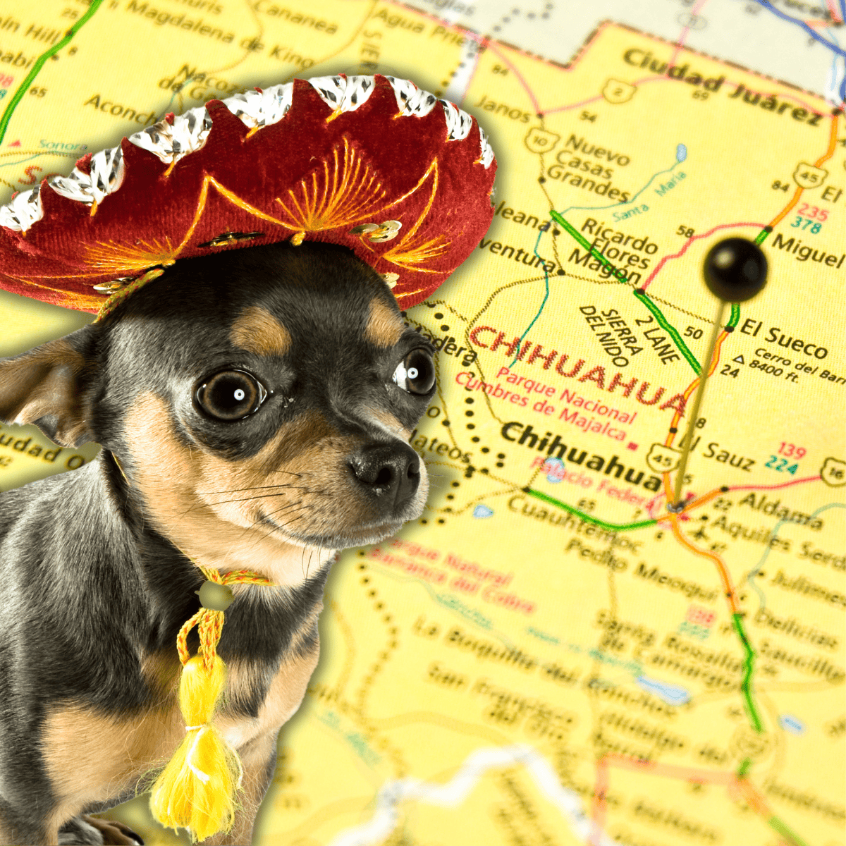 The Mexican State of Chihuahua is Their Namesake