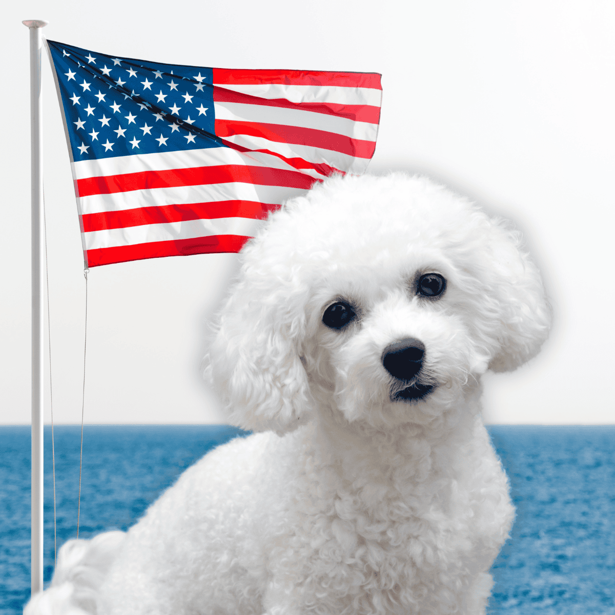 The US only got the Bichon Frise in the '50s