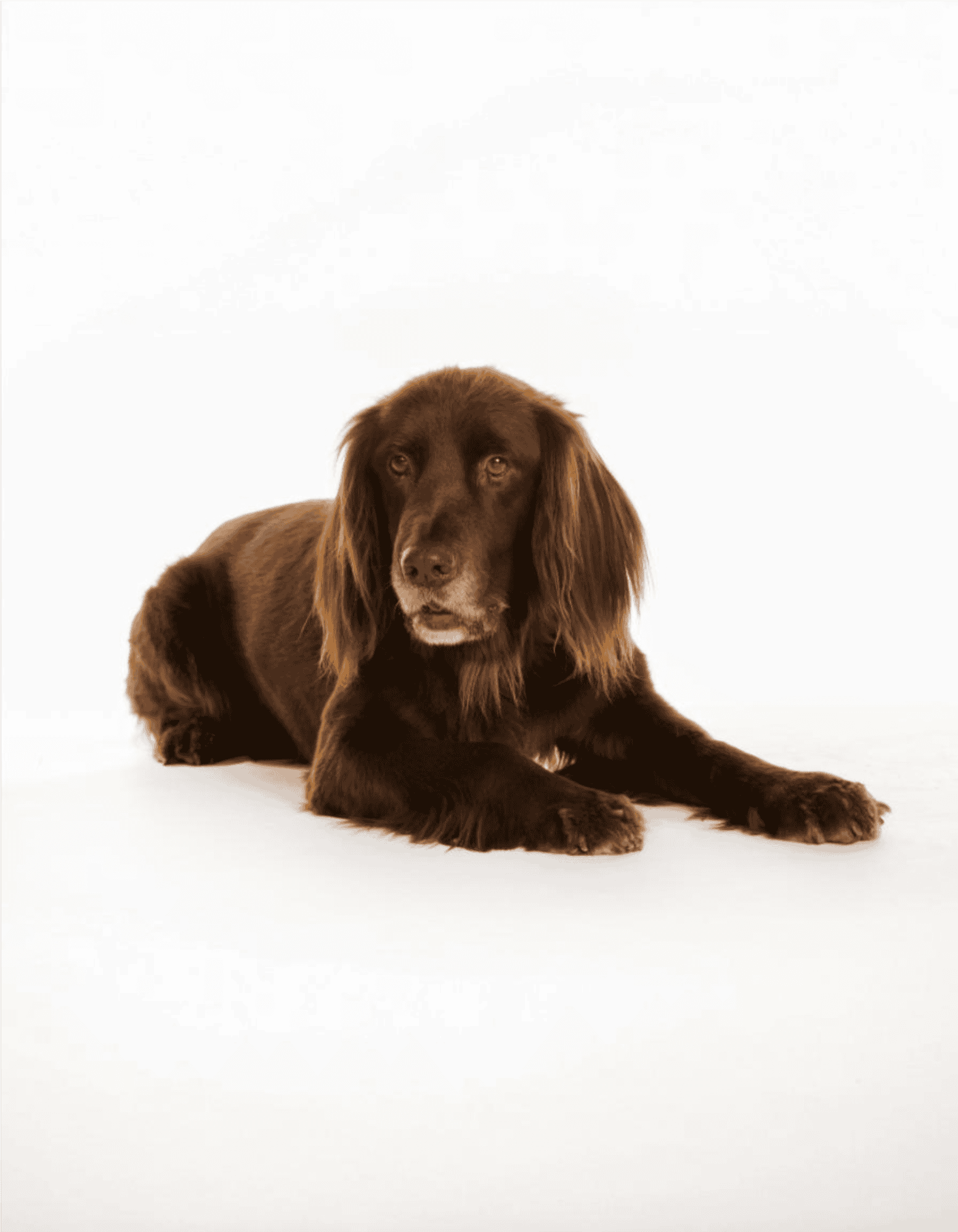 German Longhaired Pointer photo 3