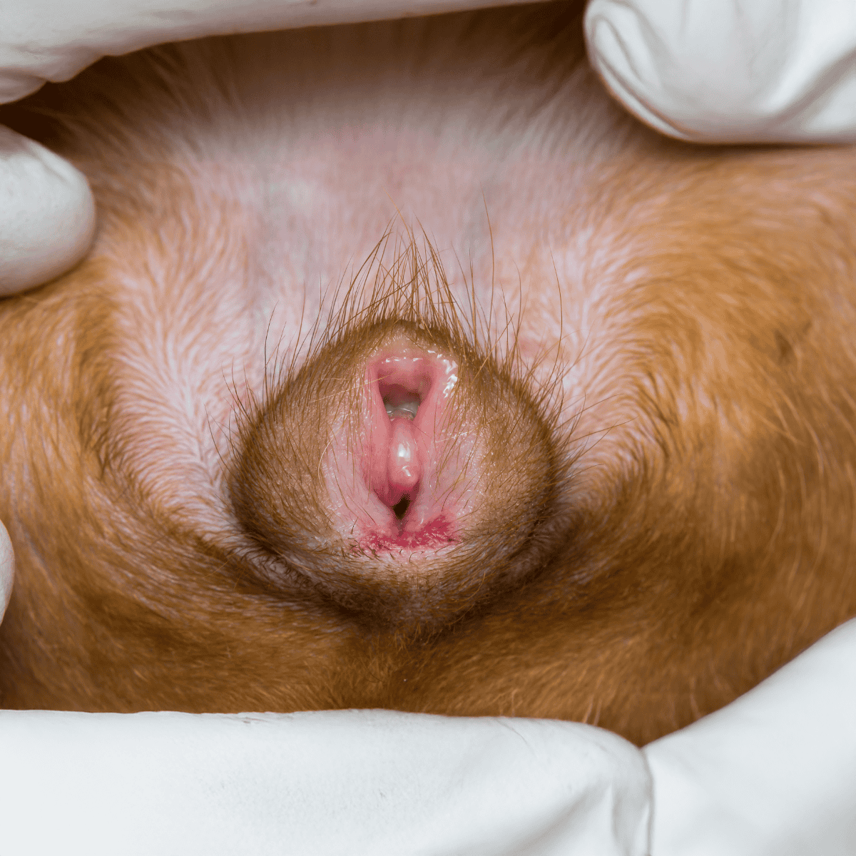 Dog genital infection close-up, veterinary examination, dog health care, vet clinic, pet hygiene.