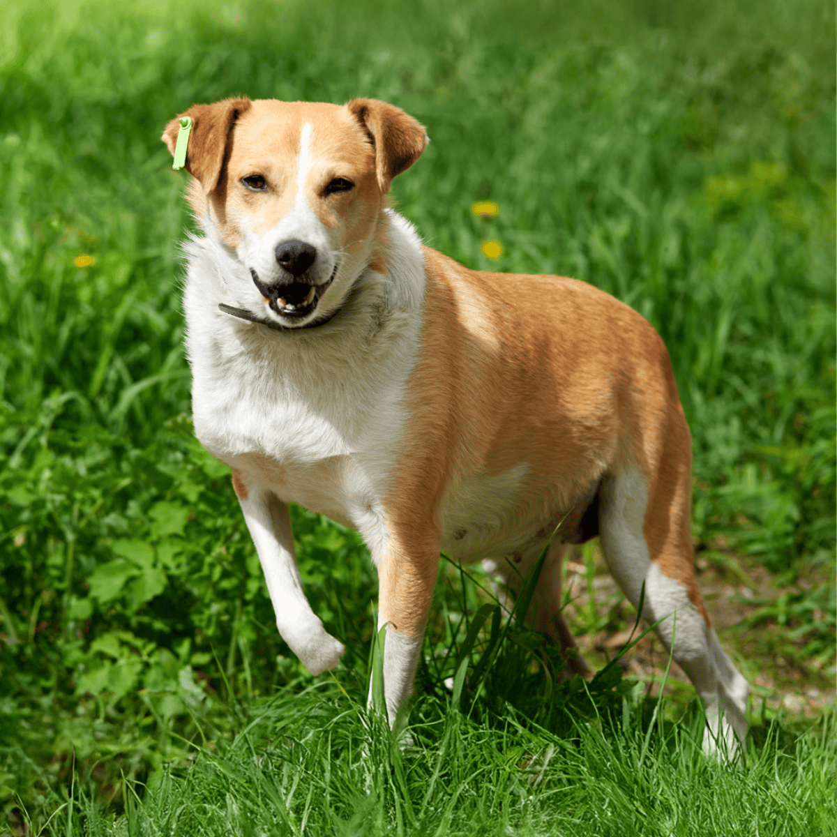 Adorable dog enjoying outdoors in lush green grass, playful and energetic pet in nature.