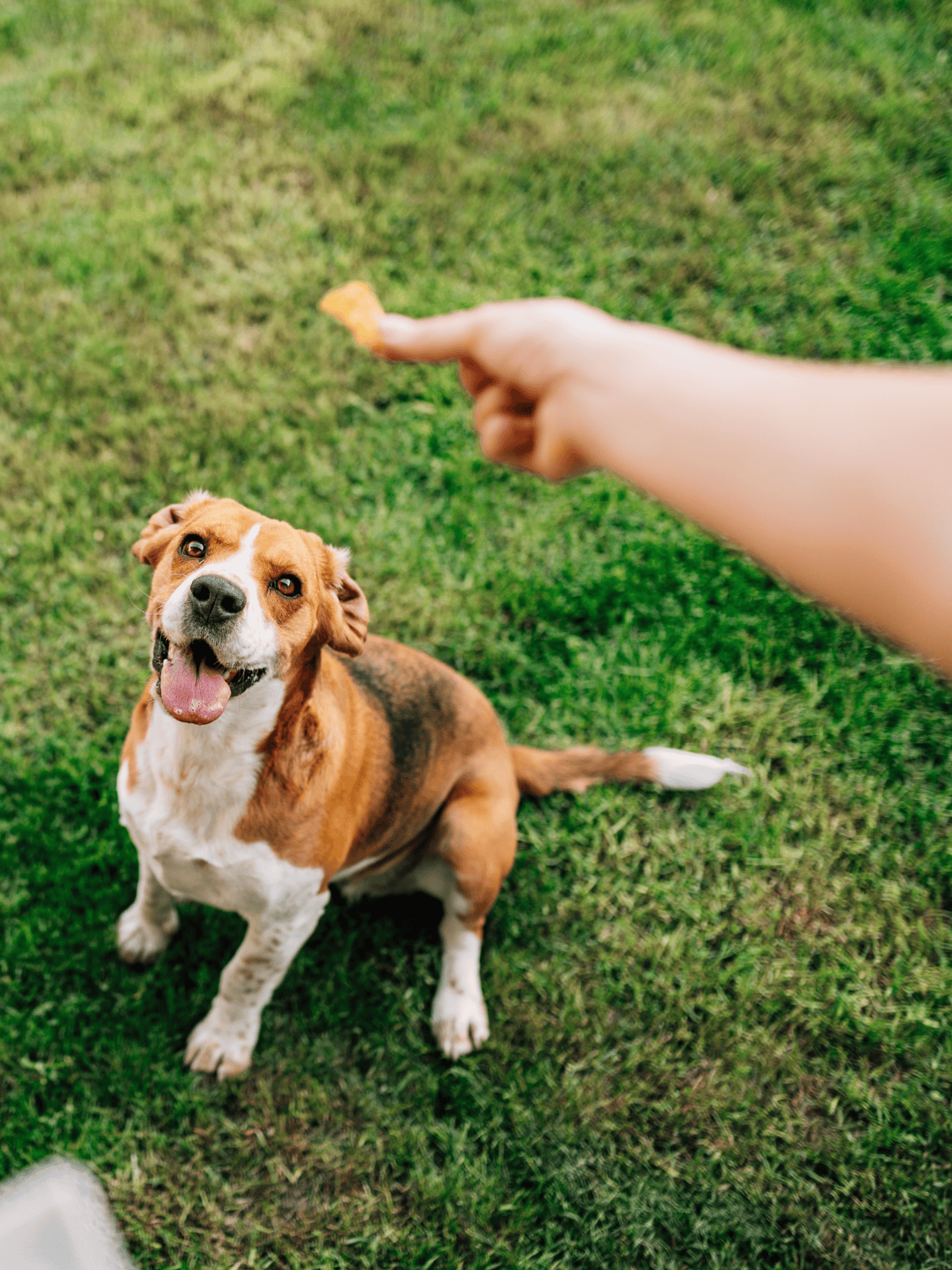Dog treat in owner's hand for training and positive reinforcement.