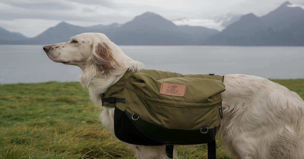 Durable dog backpack ideal for hiking and outdoor travel.