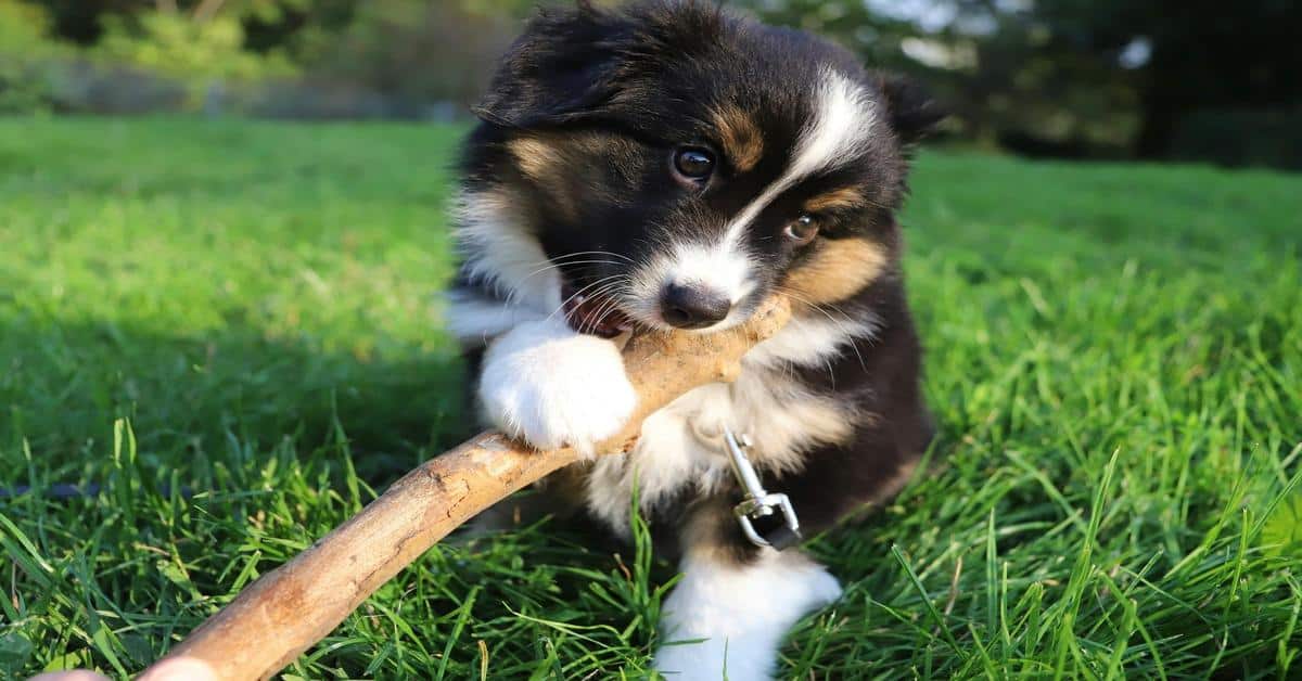 Adorable black and white puppy chewing a stick in green grass, showcasing playful dog activities and pet care.