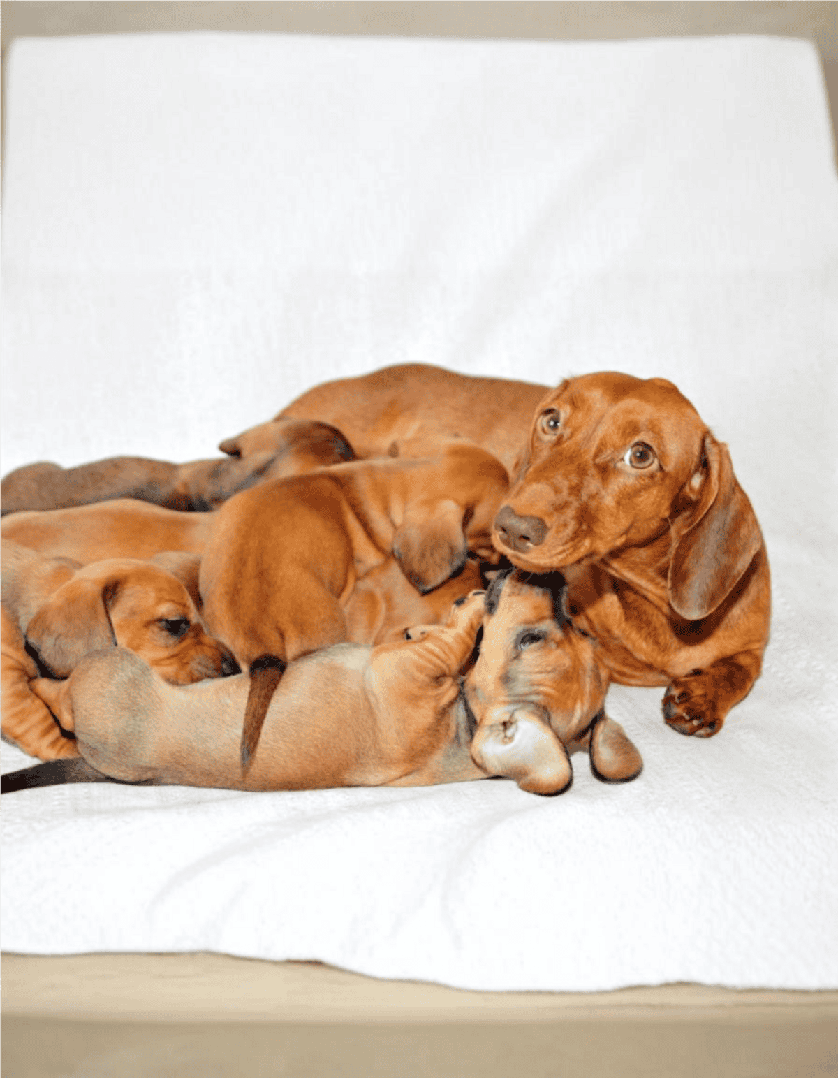 Adorable Dachshund puppies nursing and playing on a soft white blanket, showcasing cute, healthy young dogs.