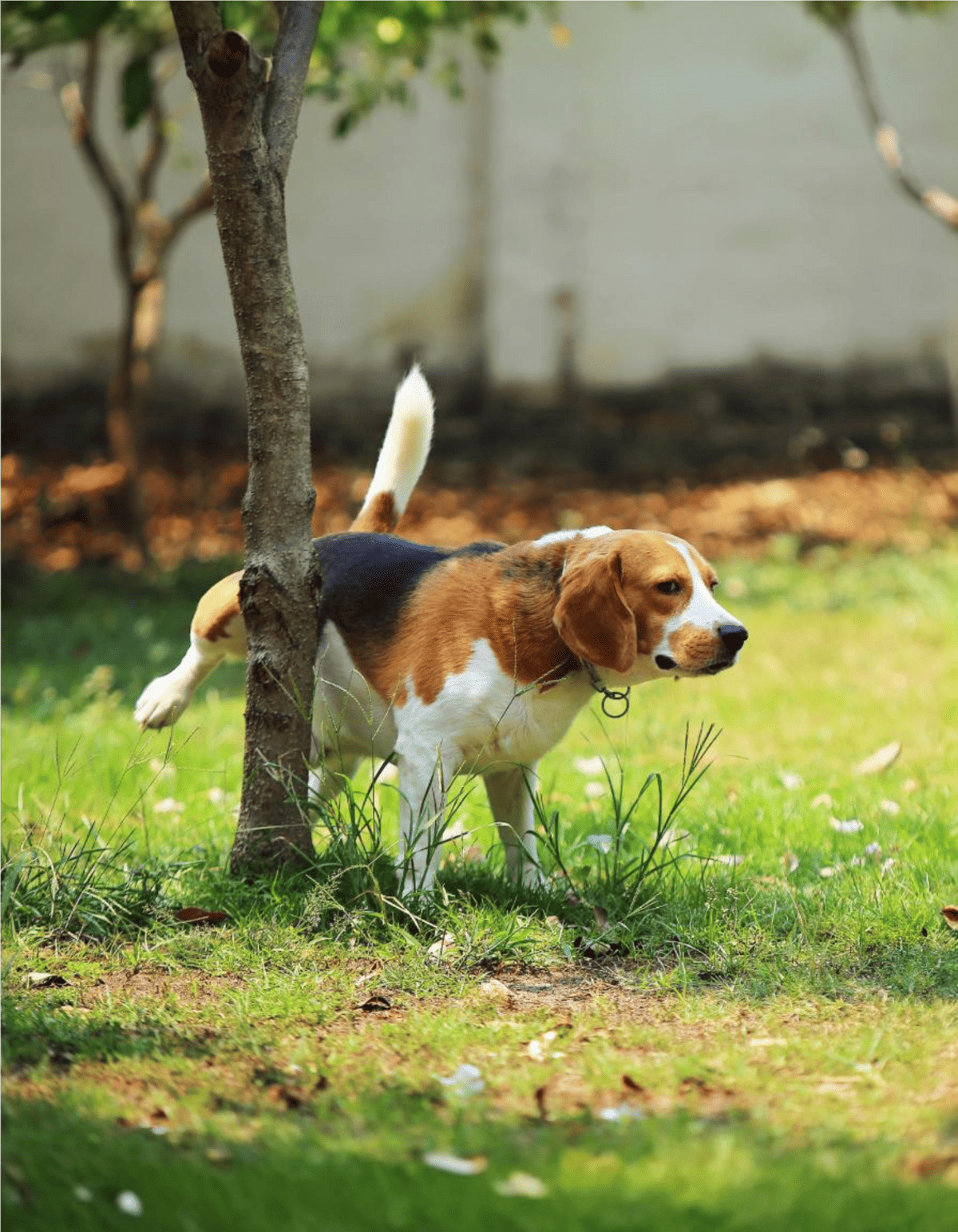 Dog sniffing the ground near a tree in lush backyard.