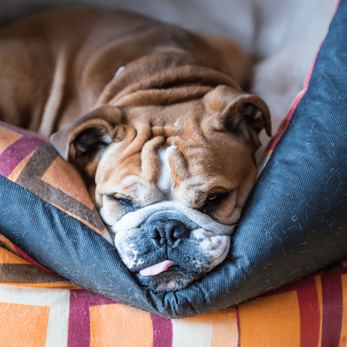 Adorable bulldog resting on a plush dog bed, perfect for comfort and relaxation.
