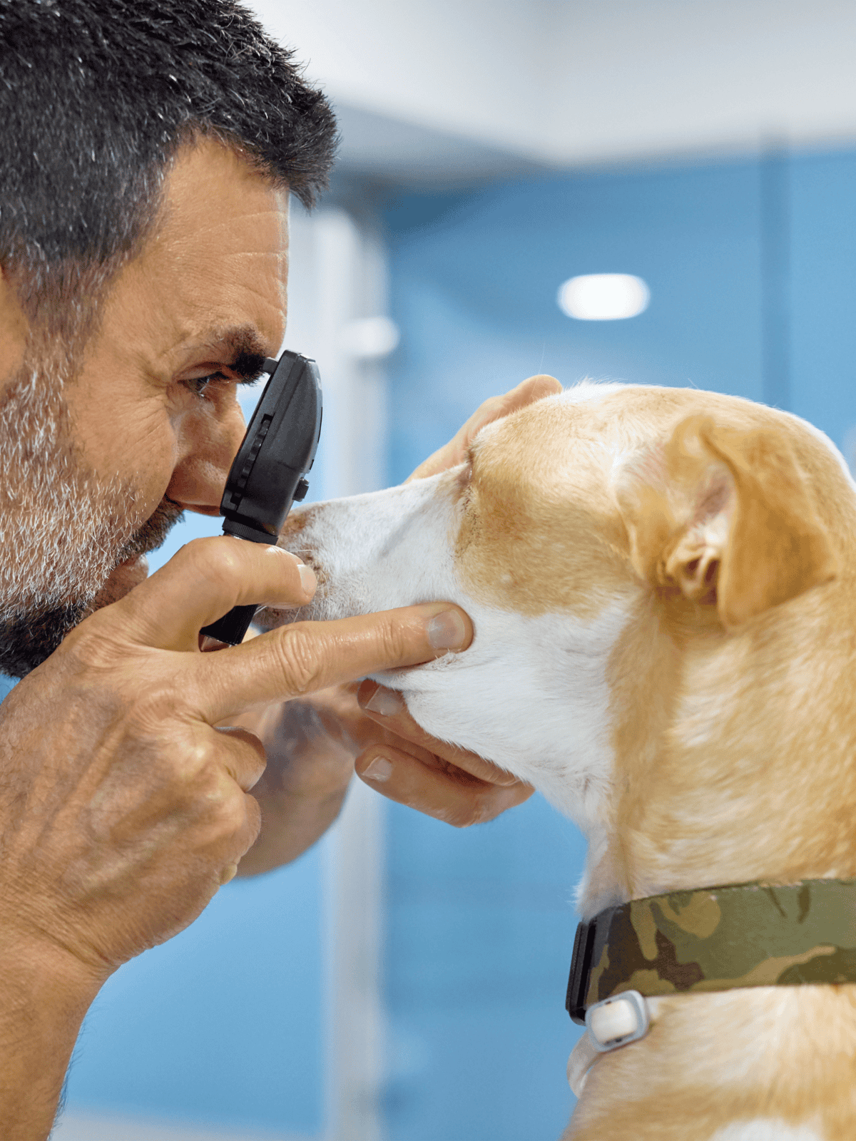 Examining a dog using a magnifying tool at the veterinary clinic for pet health.