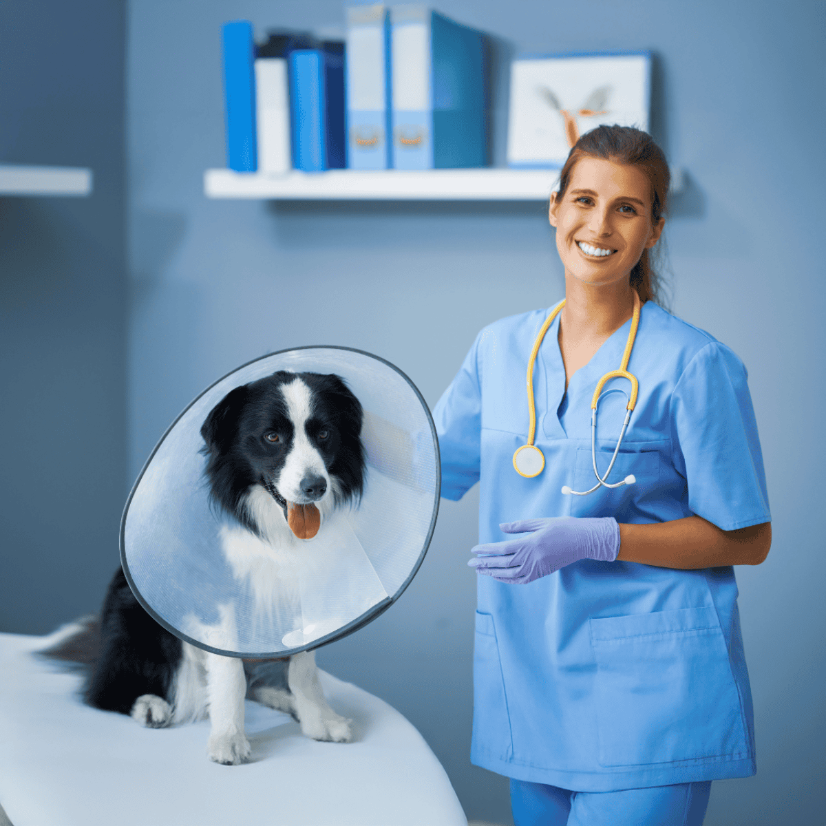 Dog at the vet with protective cone, receiving medical attention.