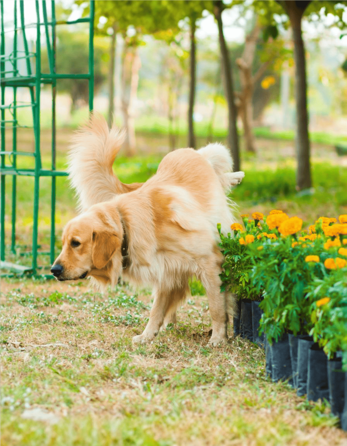 Adorable golden retriever sniffing flowers outdoors.