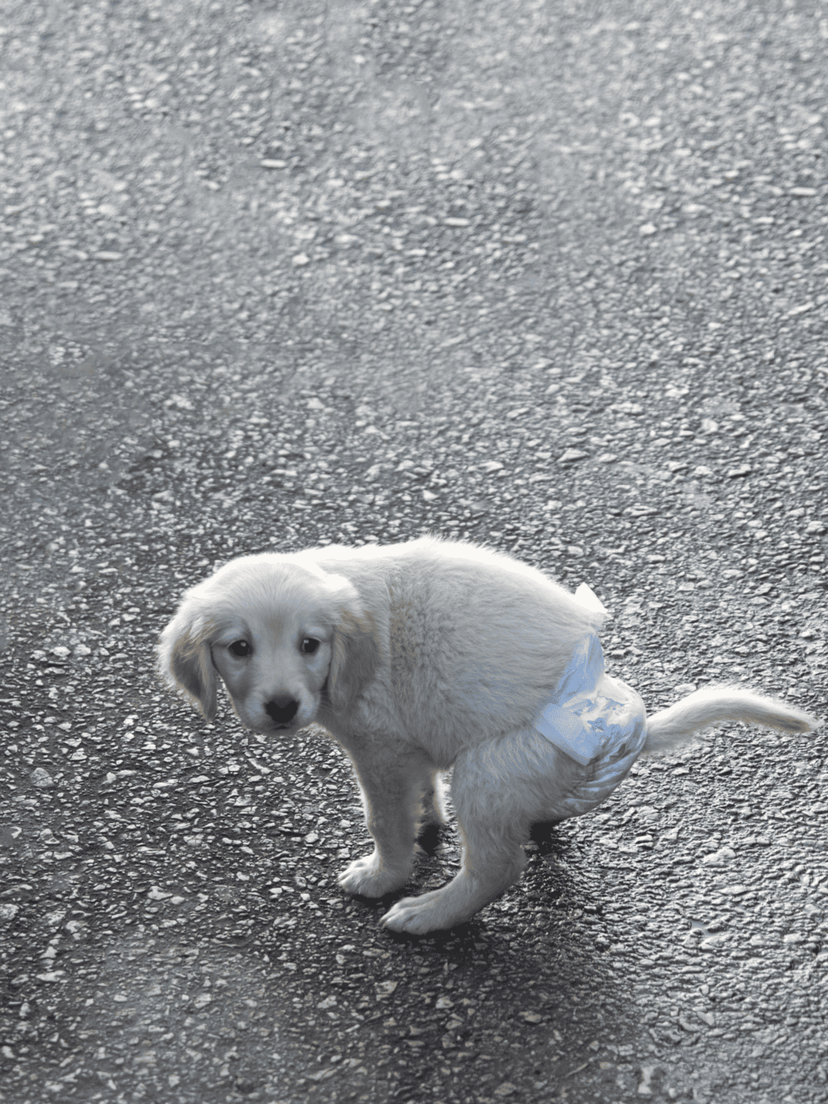 Cute puppy wearing a disposable diaper on rough asphalt surface.