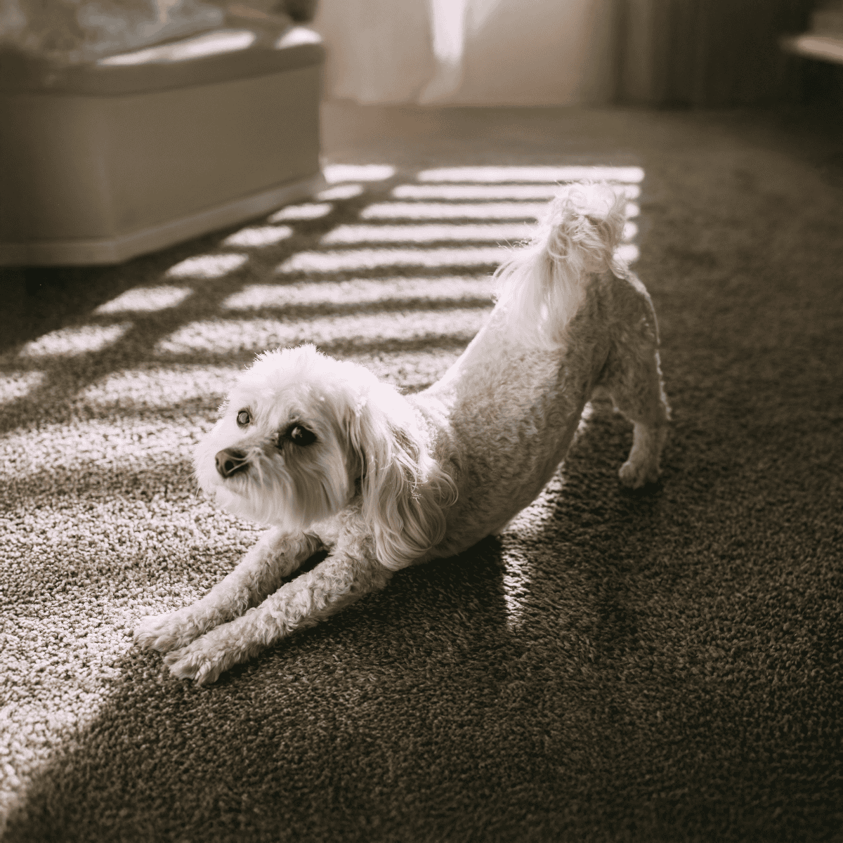 Dog stretching on carpet in sunlight, showcasing playful and active behavior.