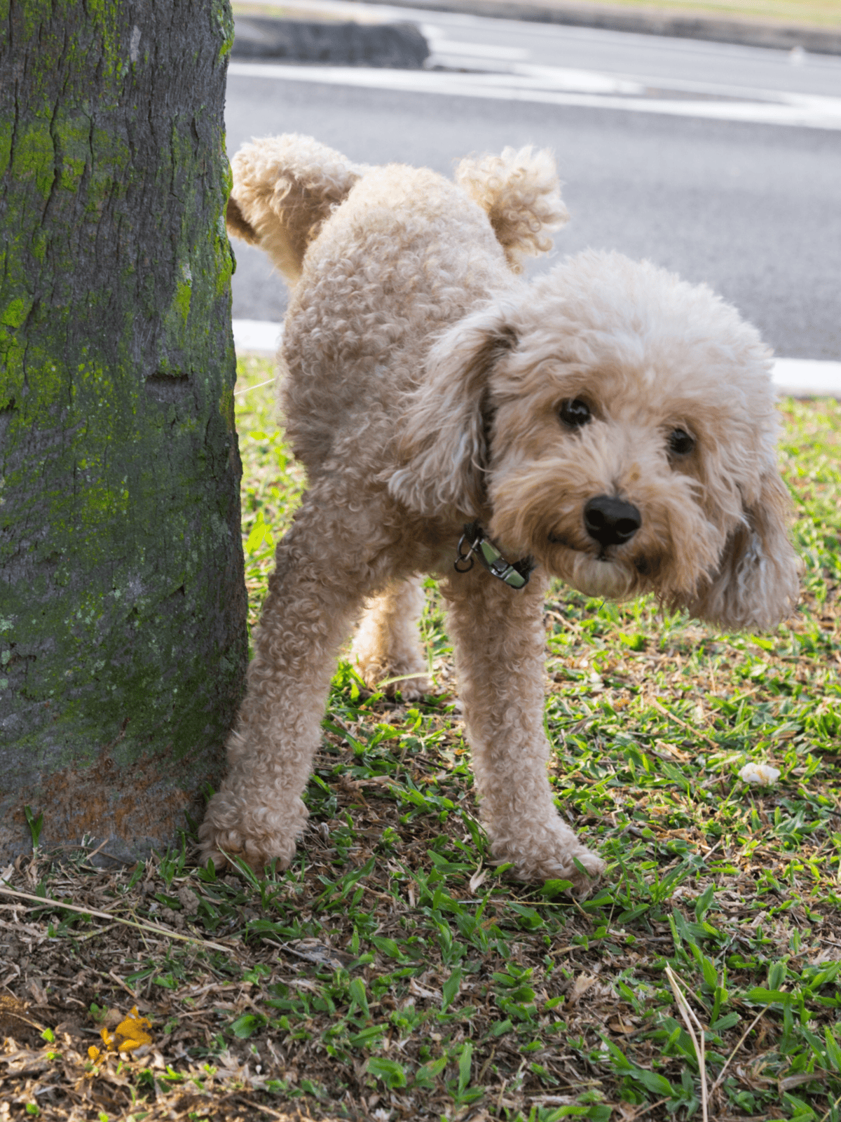 Adorable curly-coated Poodle exploring outdoors under a tree, perfect for dog care and pet grooming tips.