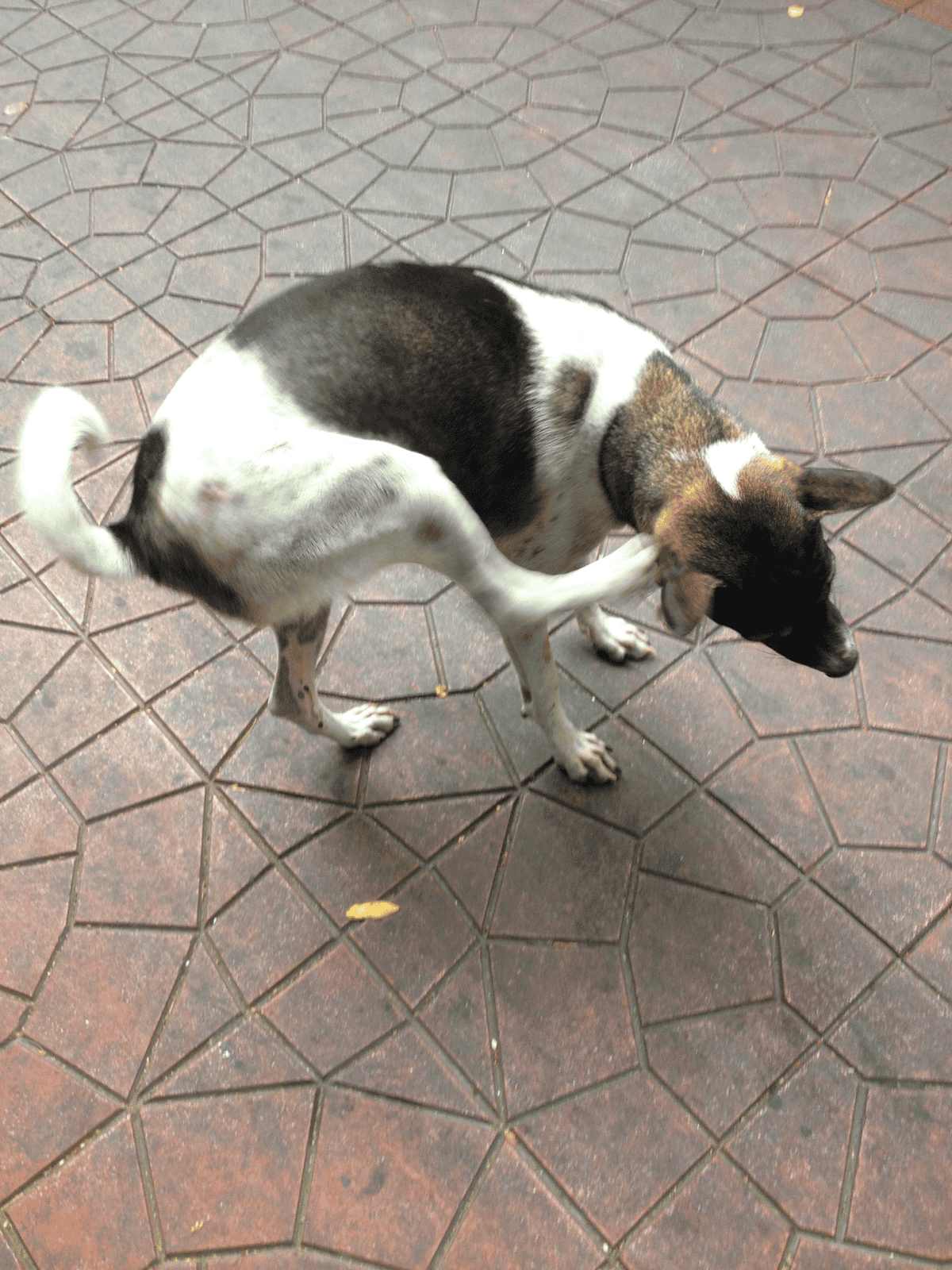 A small mixed-breed dog with black, white, and brown fur scratching its face on a patterned pavement.