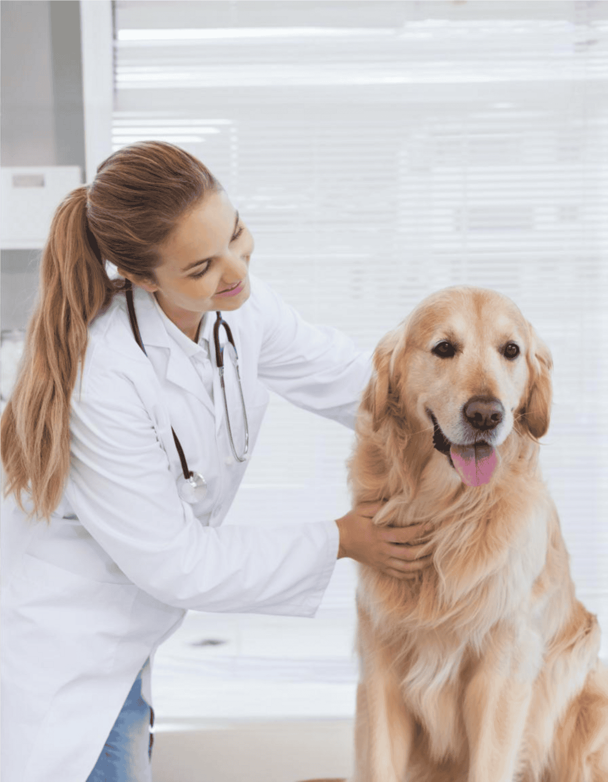 Dog vet examining golden retriever at clinic for health checkup.