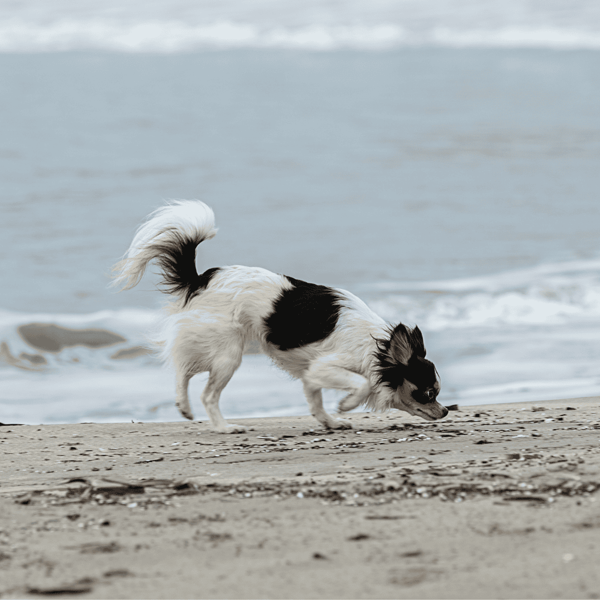 Adorable Border Collie exploring the sandy beach near the ocean.